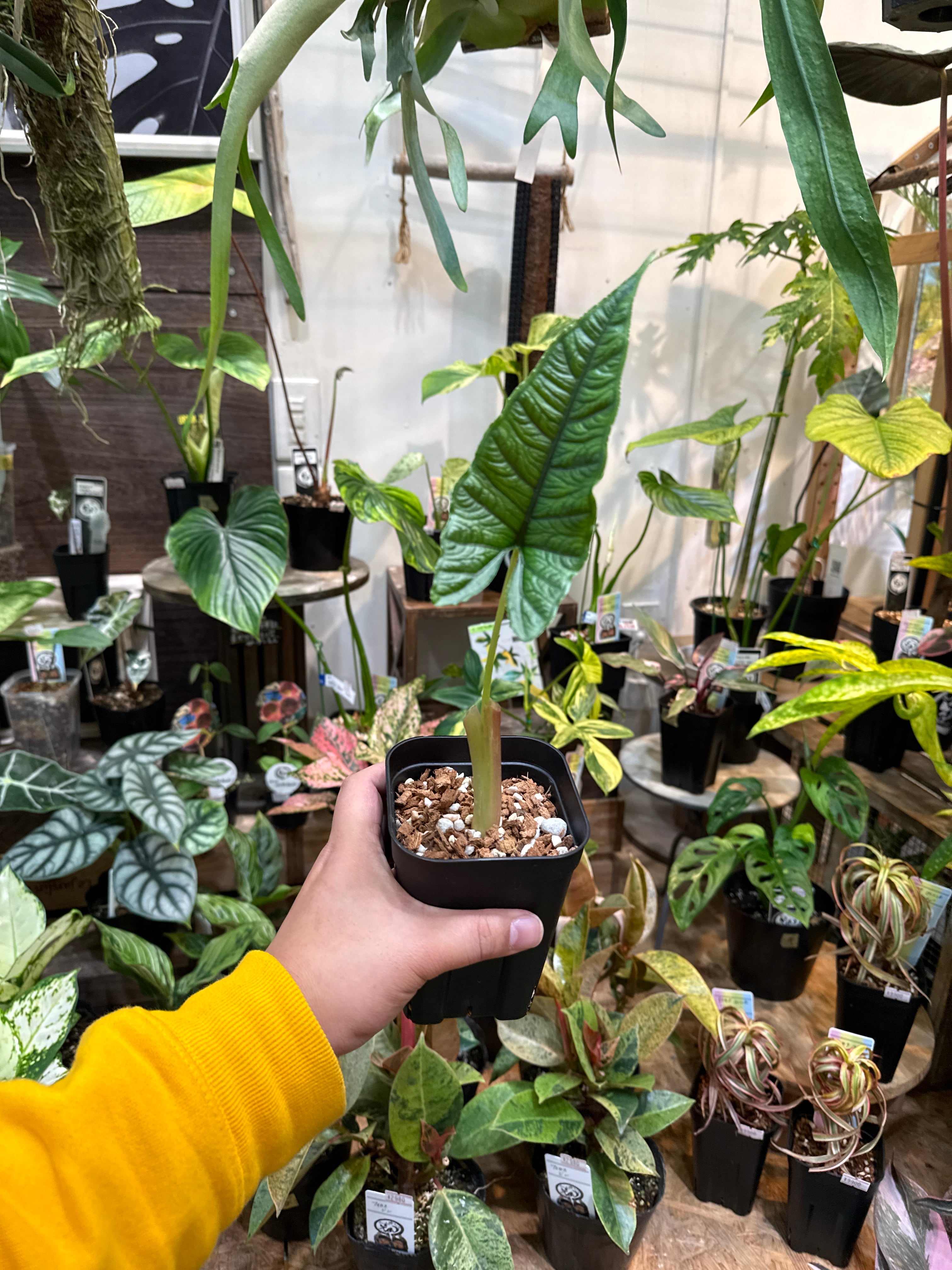 特価)アロカシア オラニ | Gardenえん 【観葉熱帯植物】