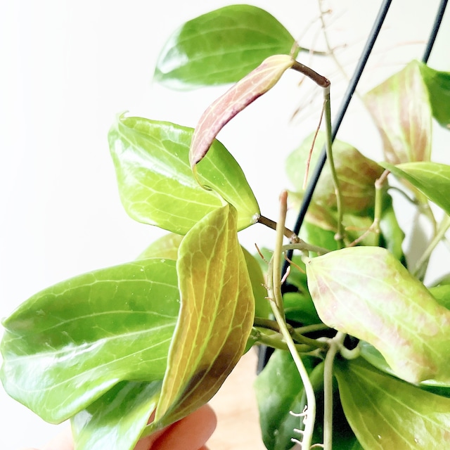 ホヤ クインケナービア｜艶葉の美しい一点もの 吊り鉢4号｜calm cafeセレクト