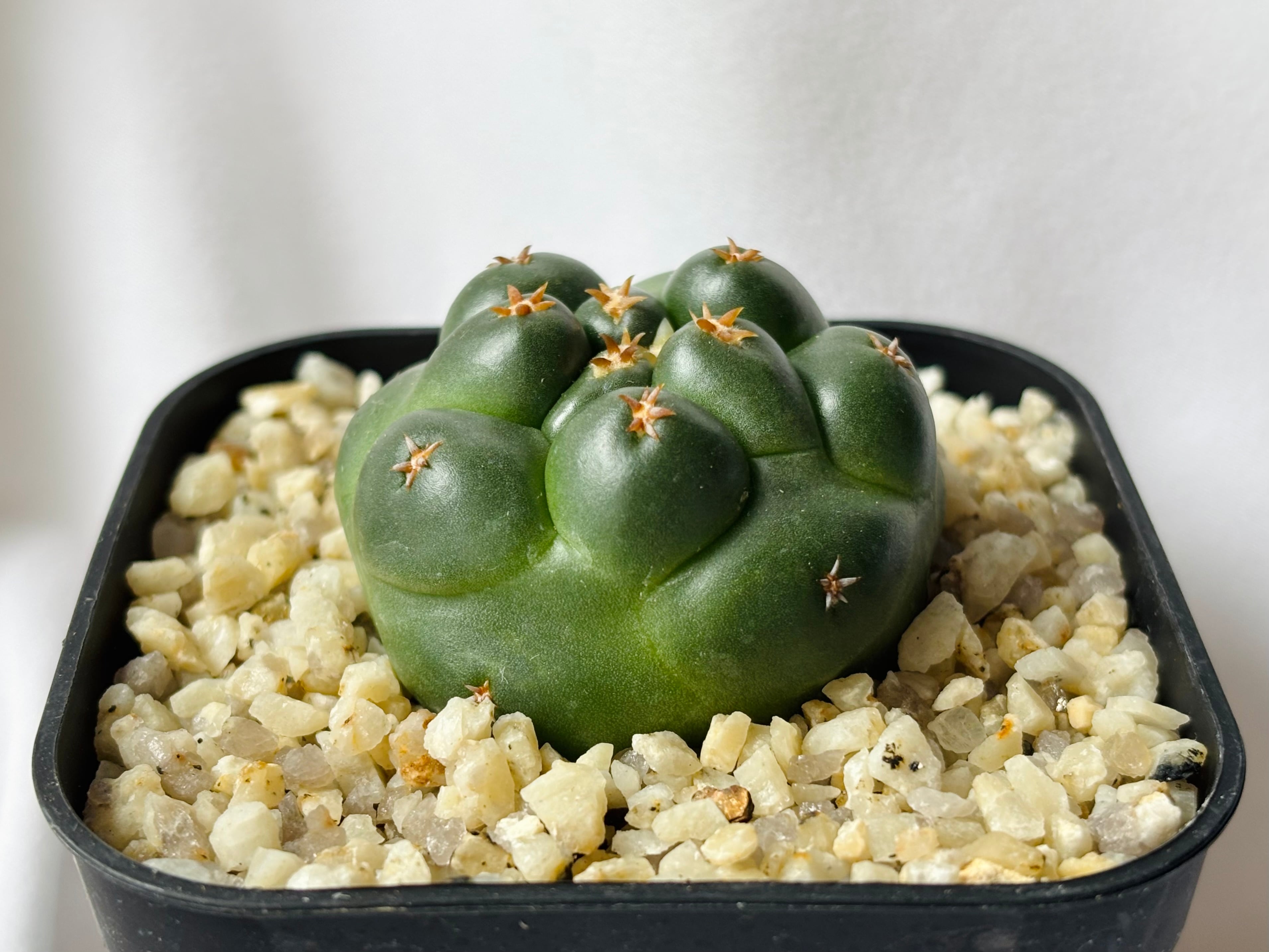 Coryphantha elephantidens コリファンタ 短刺象牙丸 サボテン
