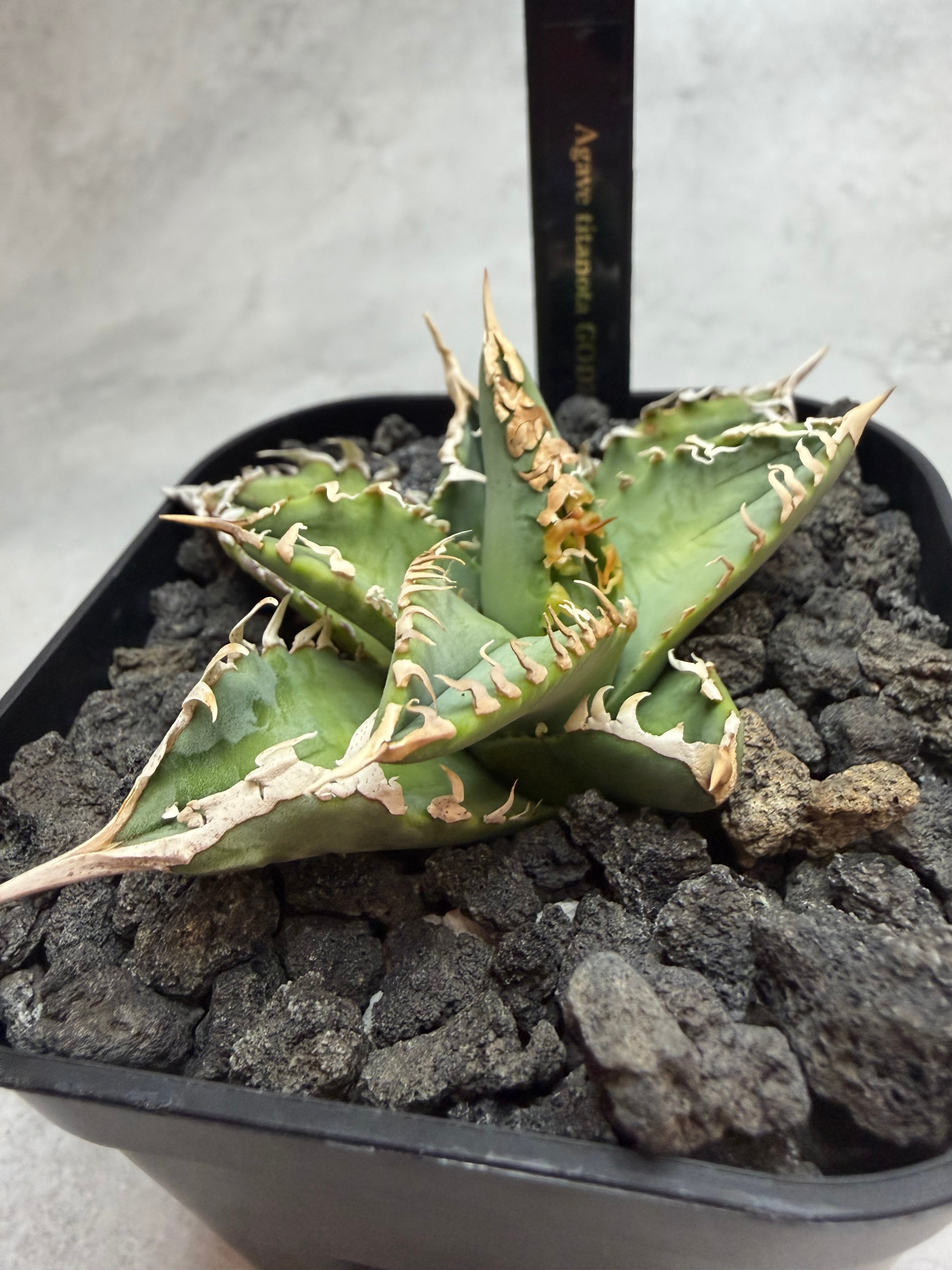 AZ.PLANTS