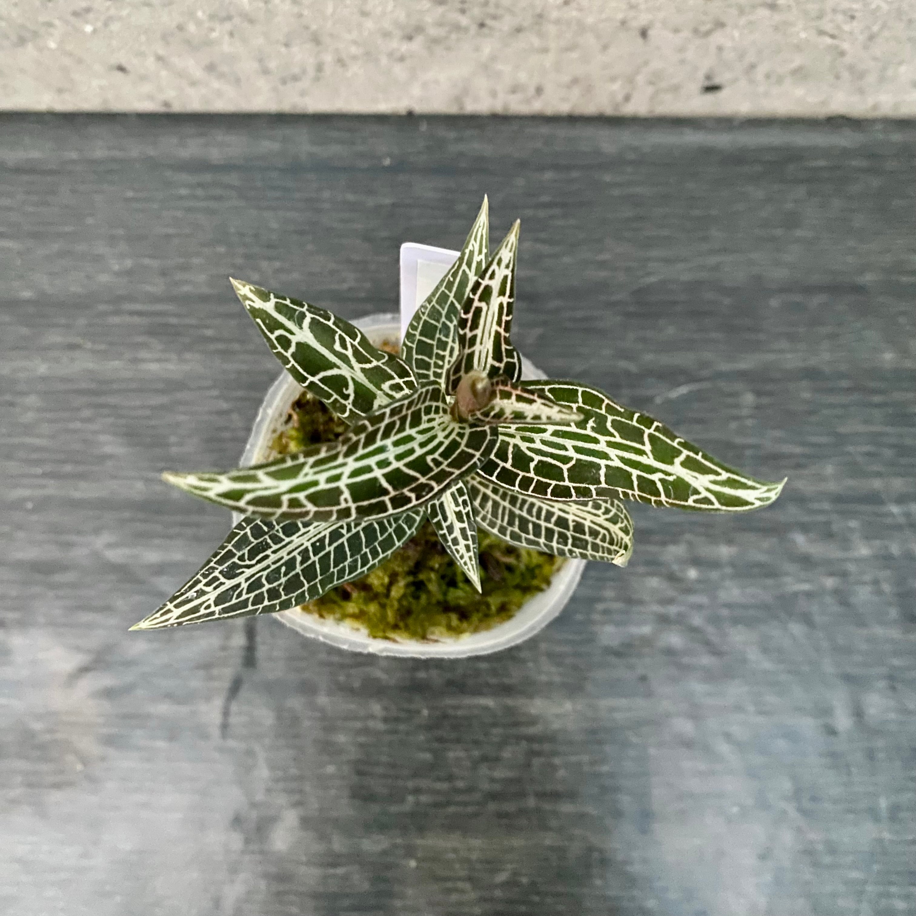 ジュエルオーキッド 『Goodyera hispida』 | Planet Plants プラネット