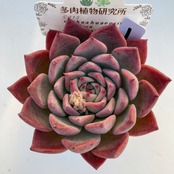 【現物商品】ジェコラ ｘ ブランディティ ①