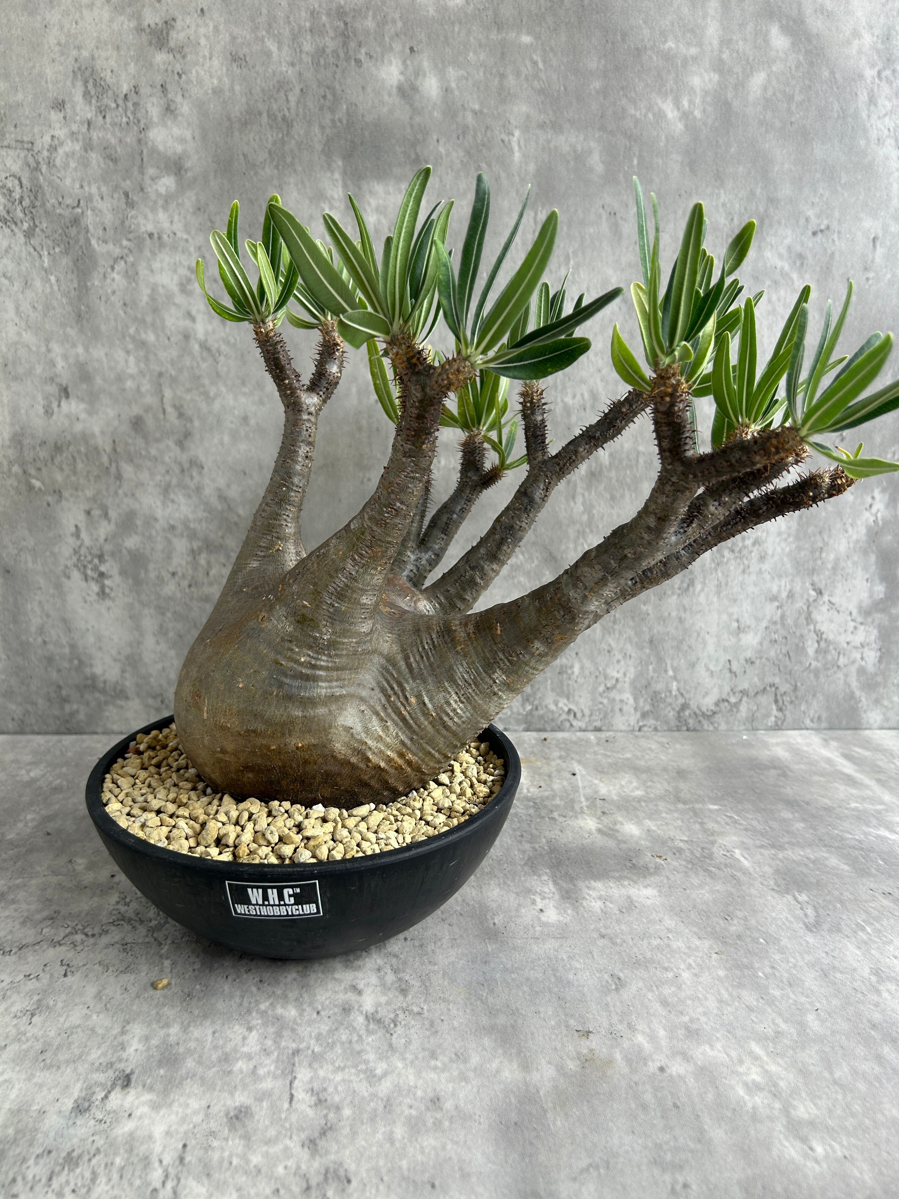 Deuterocohnia brevifolia ssp. chlorantha デウテロコニア ブレビ