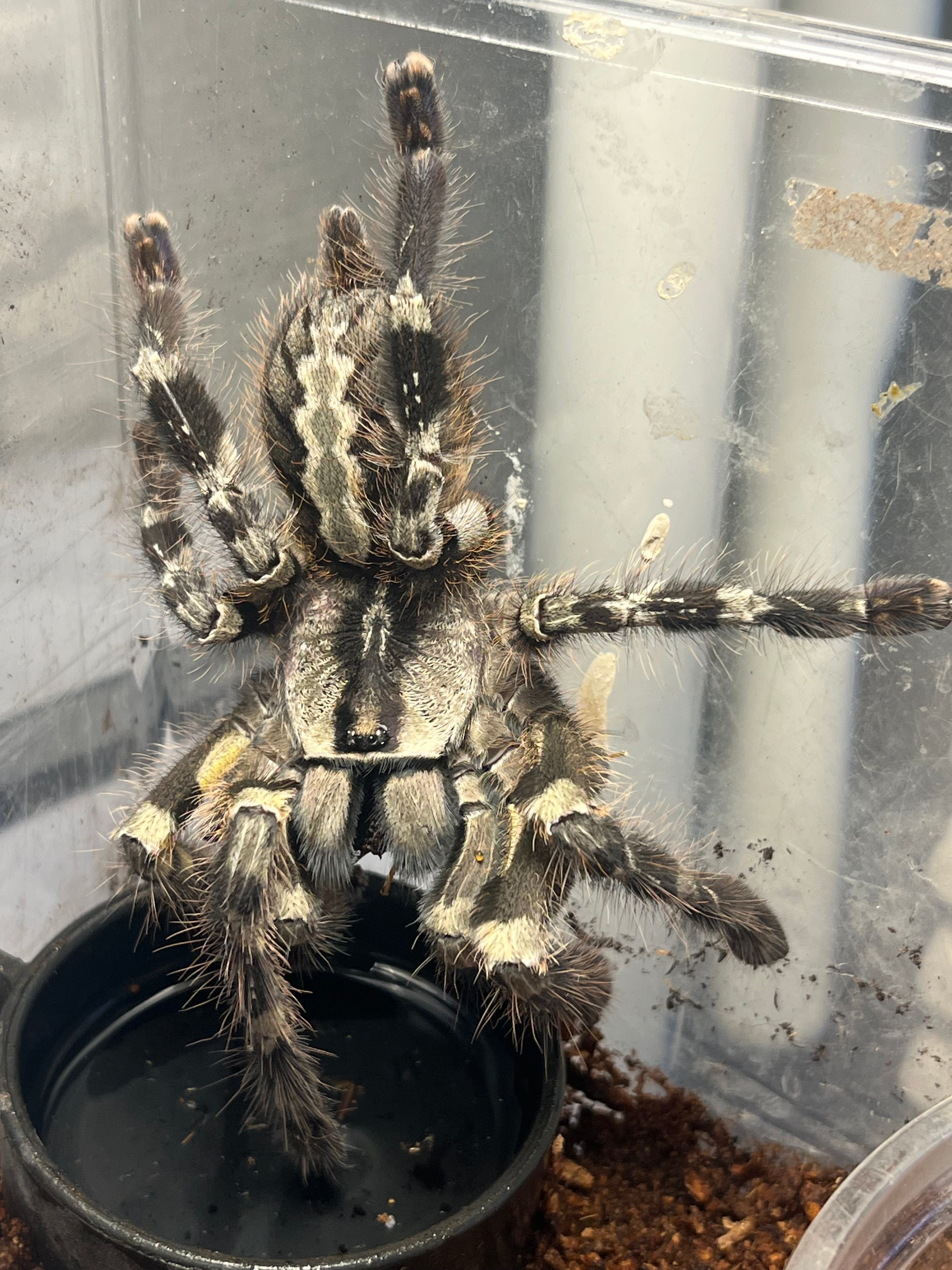 標本】グリーンハンツマン トゥルースパイダーマンティスムカデ