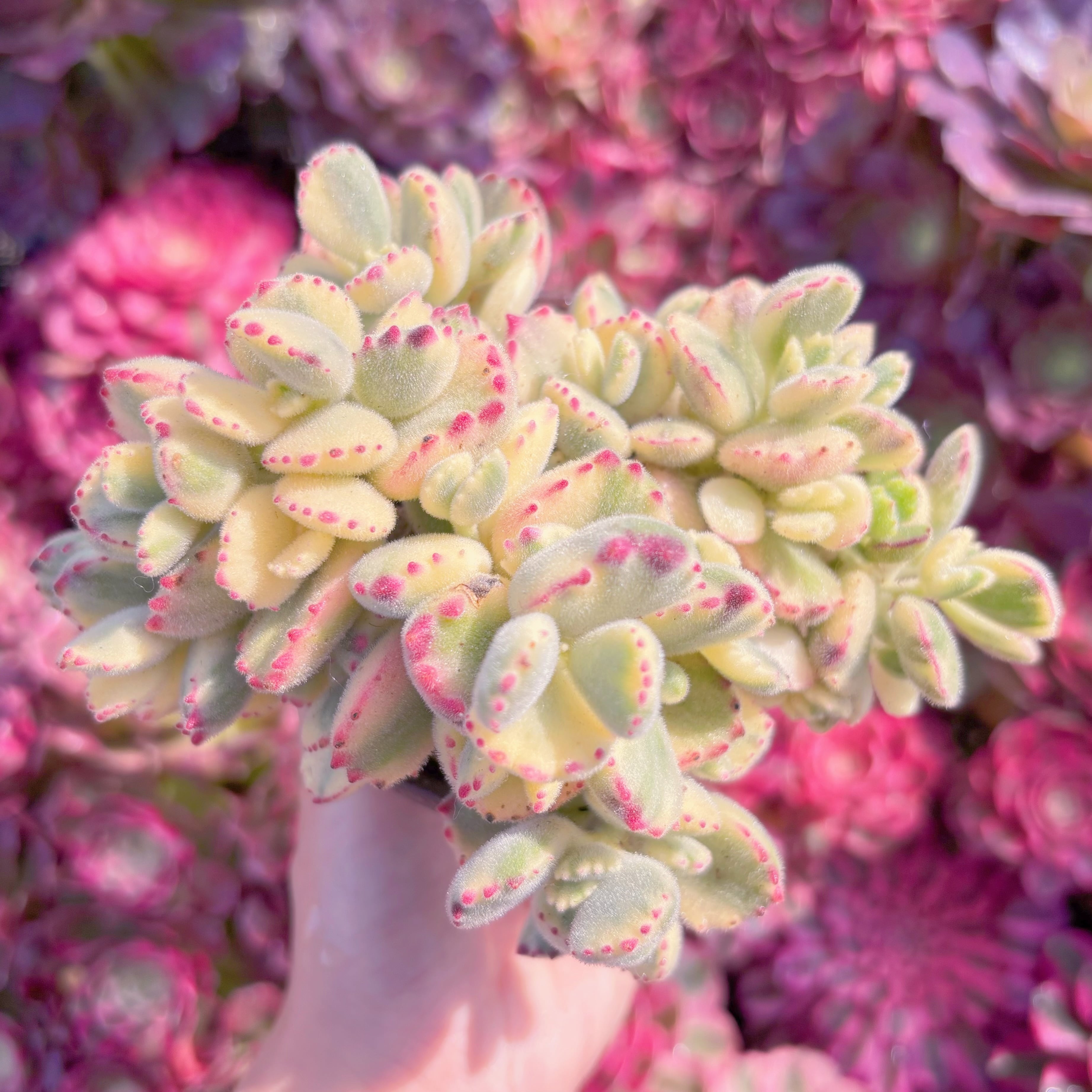 現品　白熊#K484　大群生　新入荷　るる農園