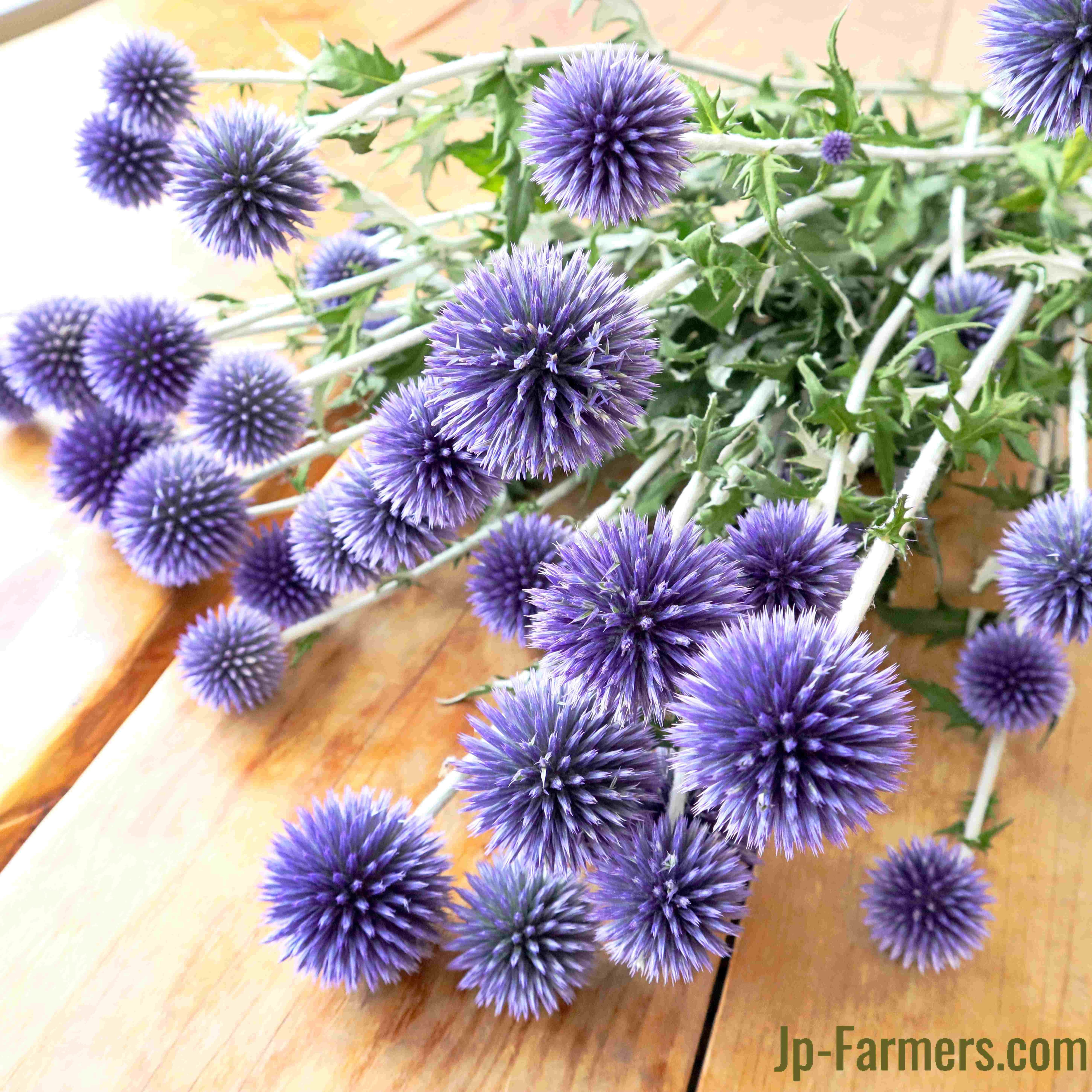 JAながの ちくま集荷場 ベッチーズブルー 5本 | 新鮮お花問屋 Jp