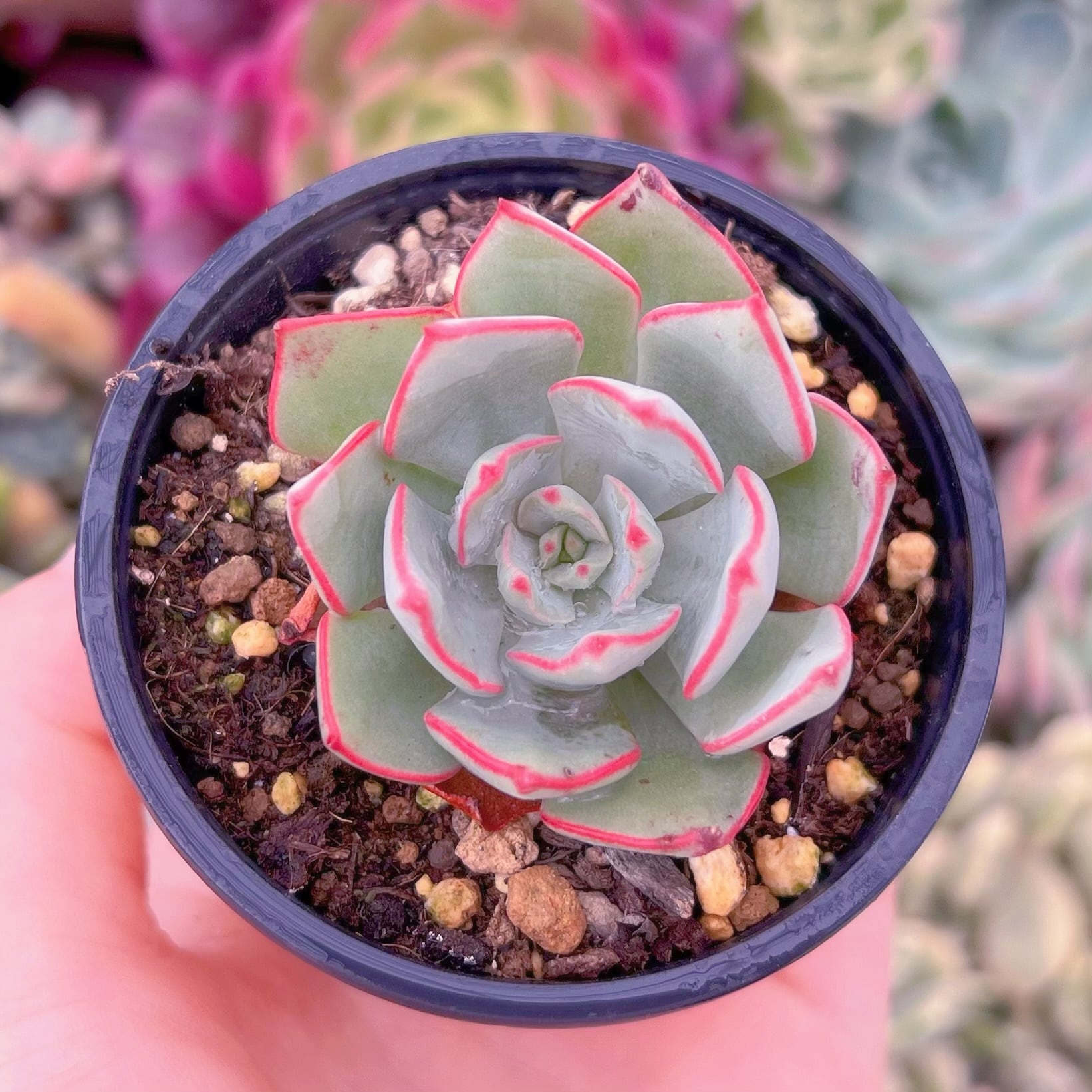 現品　ストリクチフローラ#F222　るる農園