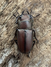 《メタリフェルホソアカ亜種サンギレンシス 25mm ♀単》