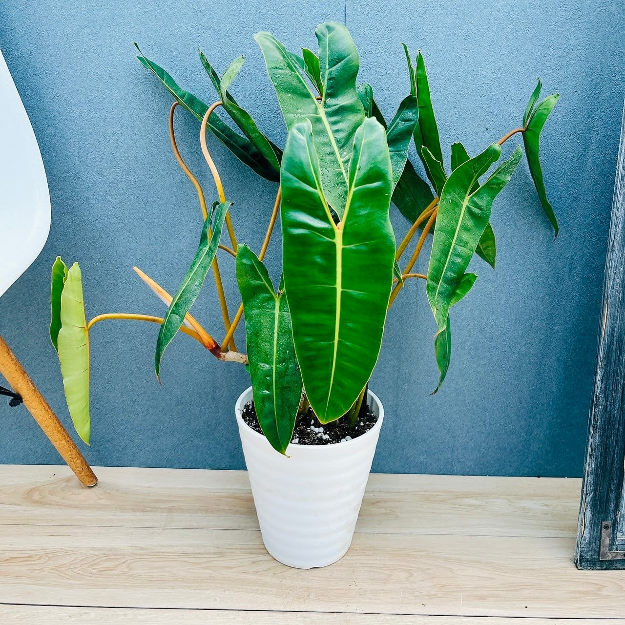 現品］【希少】40番 フィロデンドロン ビレッティア 7号 観葉植物 室内