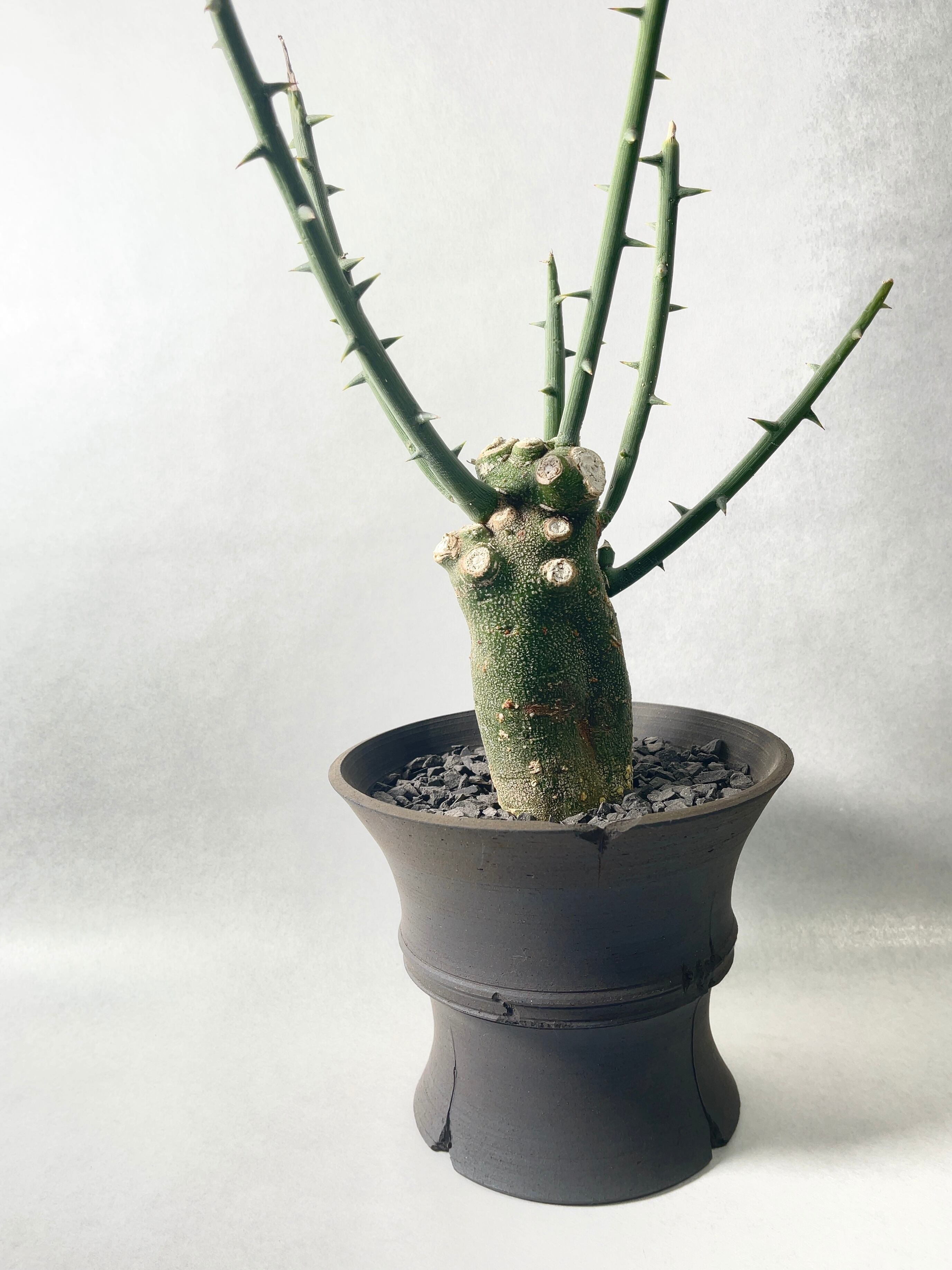 アデニア・プセウドグロボーサ | trigger 