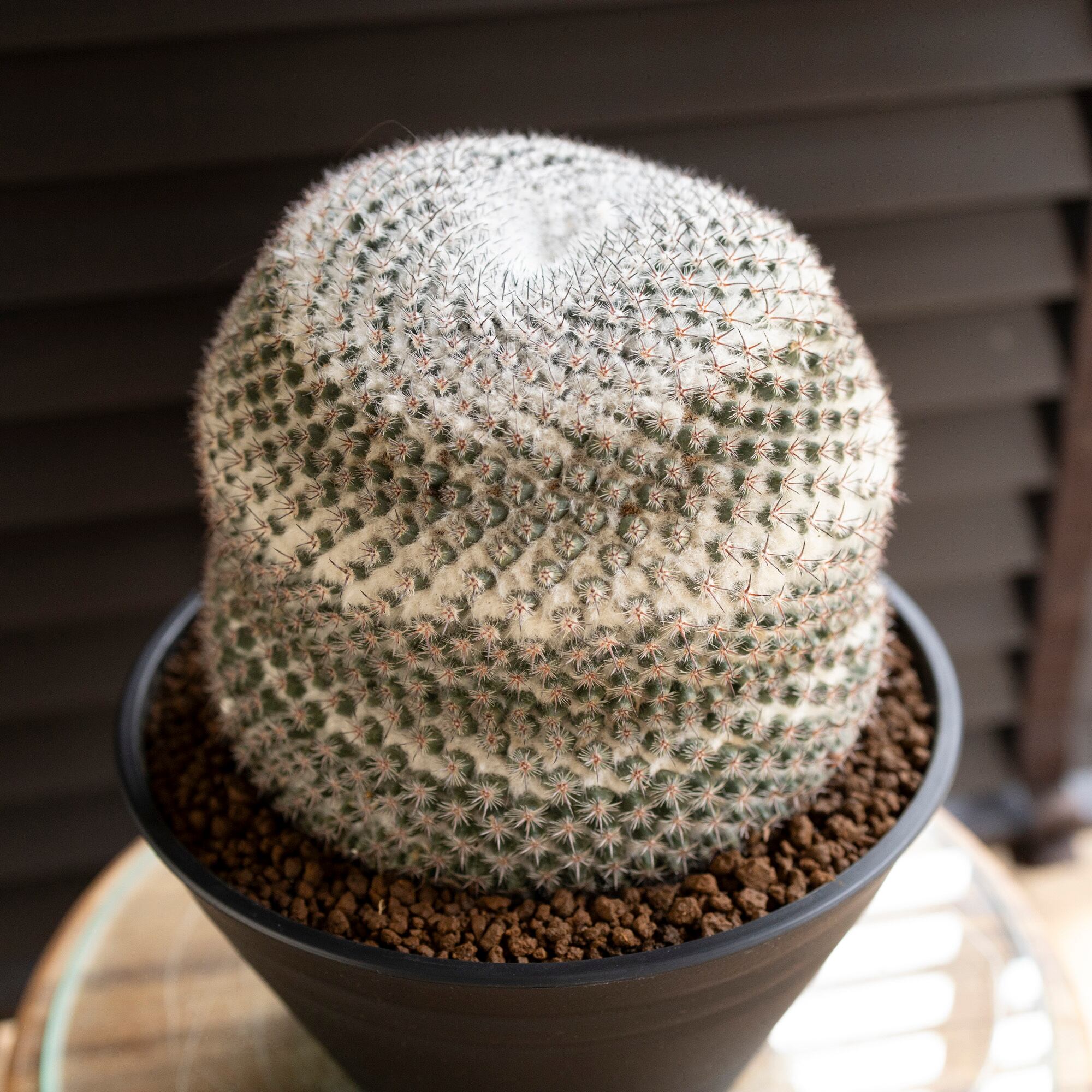 マミラリア 映雪丸 ピンクの花が咲く Mammillaria Bravoae Craig