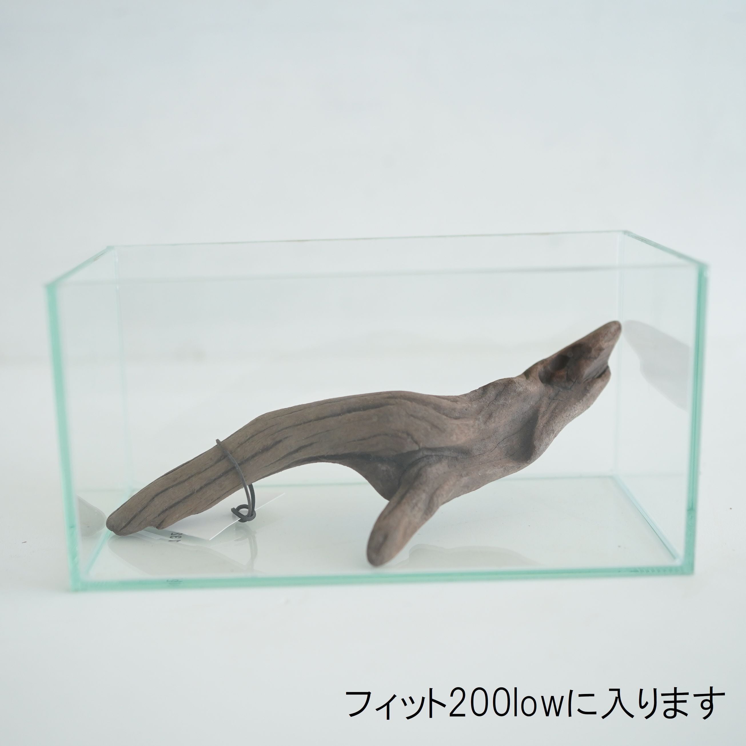 テラリウム用マングローブ系流木 S◇フィット容器に入るサイズ◇形状