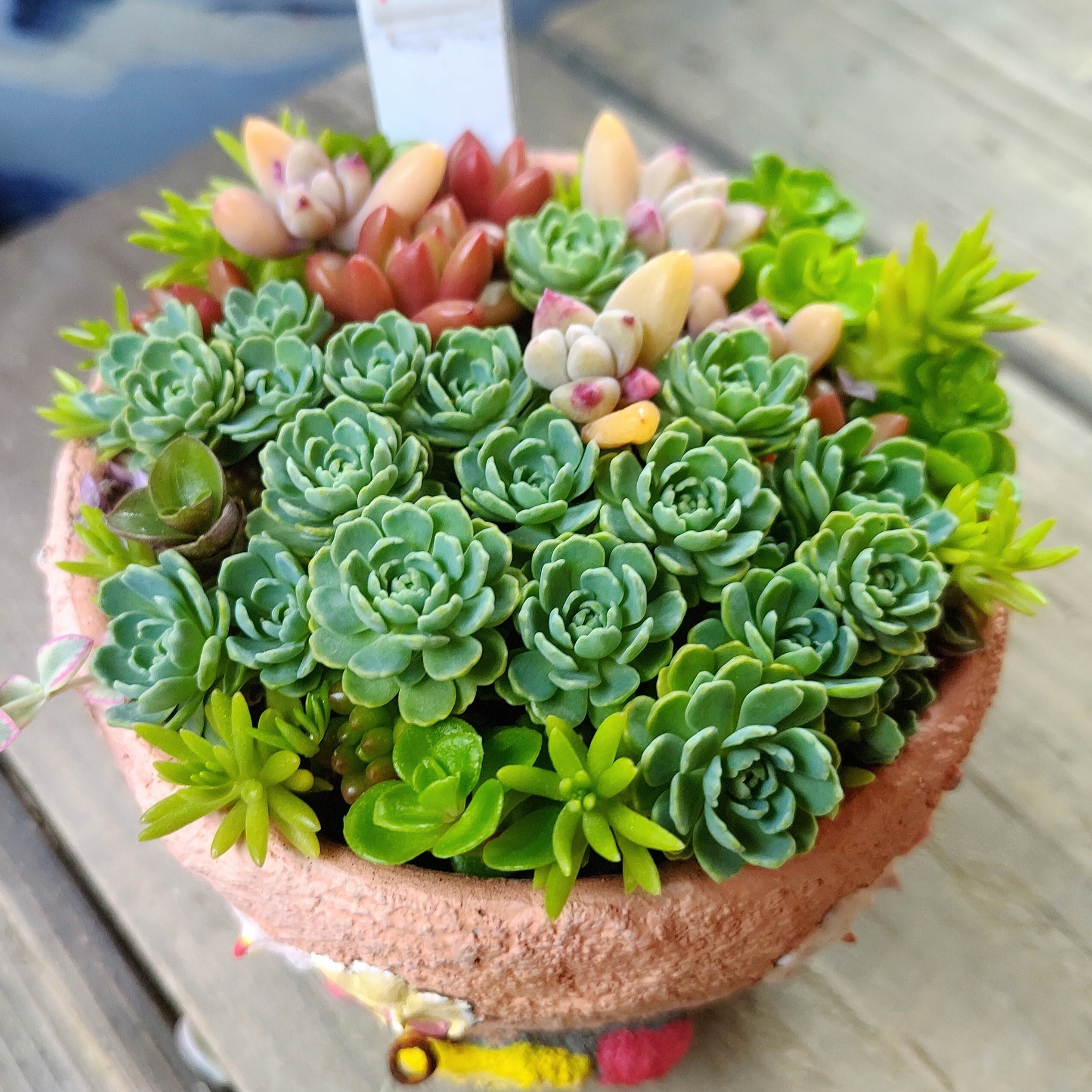 可愛い寄せ植え | RuPo 多肉植物専門店