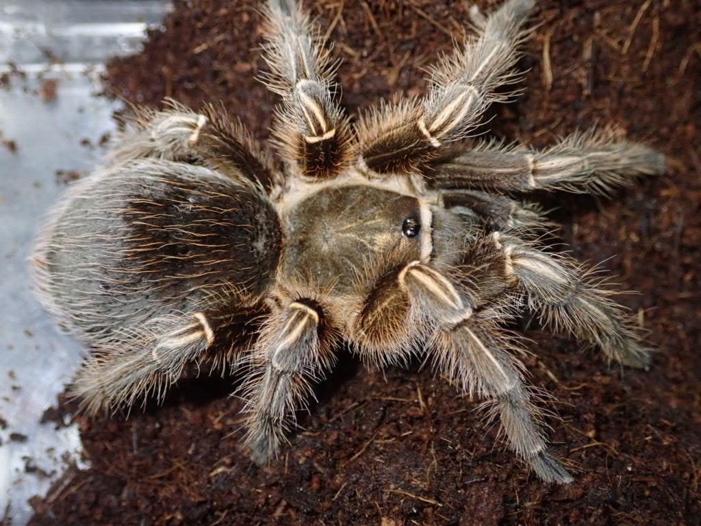 Tarantula タランチュラ | Bebe Rep. 奇蟲部門