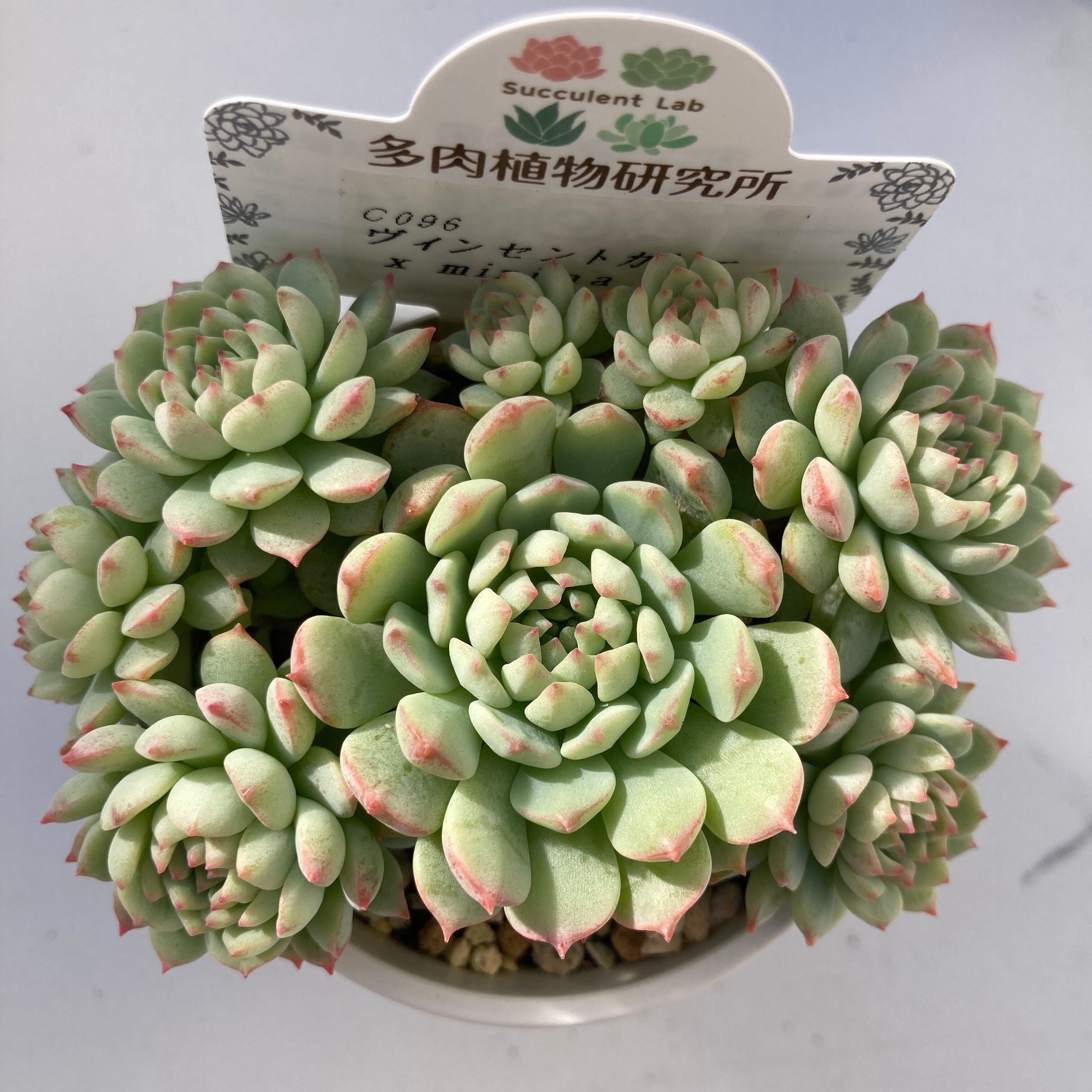 現物商品】ヴィンセントカトー x ミニマ | 多肉植物研究所