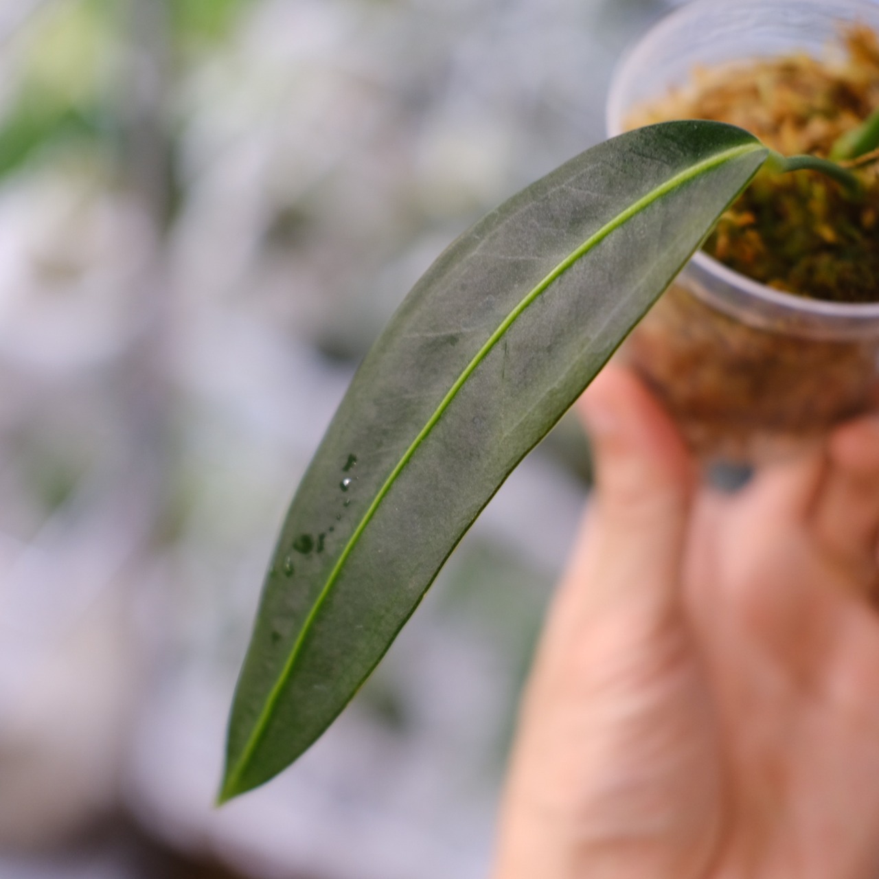 Anthurium wendlingeri③ / アンスリウム・ウェンドリンゲリ│観葉植物