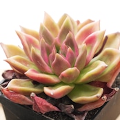 【PREMIUM】 抜き苗 ブラッドフェニックス 巨大株 Echeveria 'Blood Phoenix'