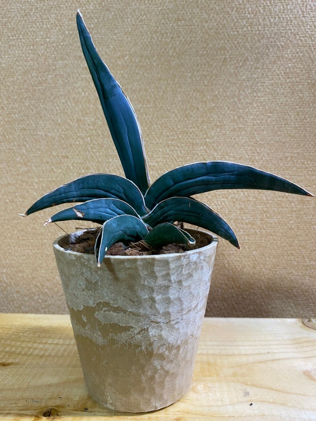 サンスベリア ロブスターブルー Planet Plants サンスベリア ロブスターブルー Planet Plants