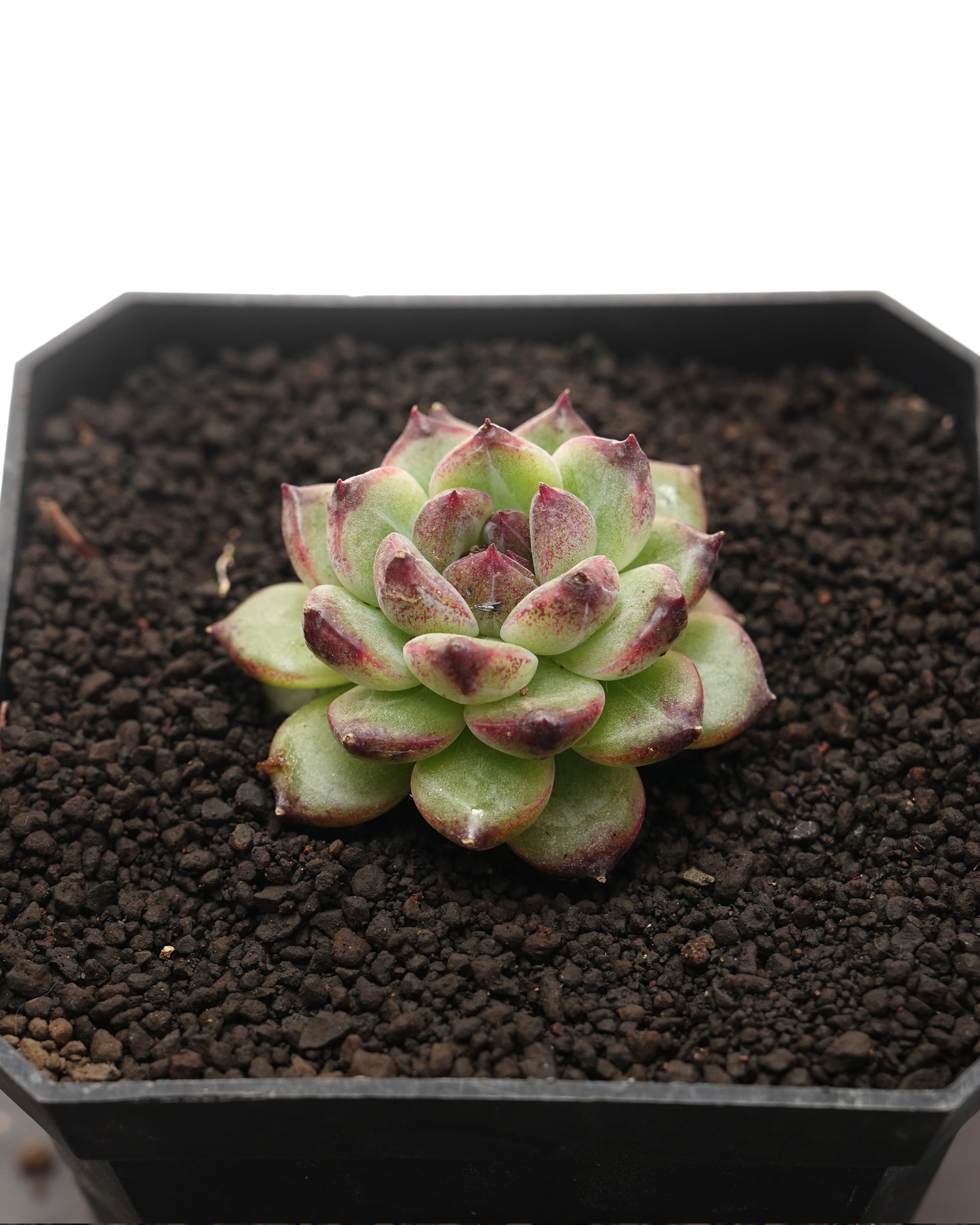 PREMIUM】 抜き苗 マーガレットレッピン錦 大株 Graptoveria