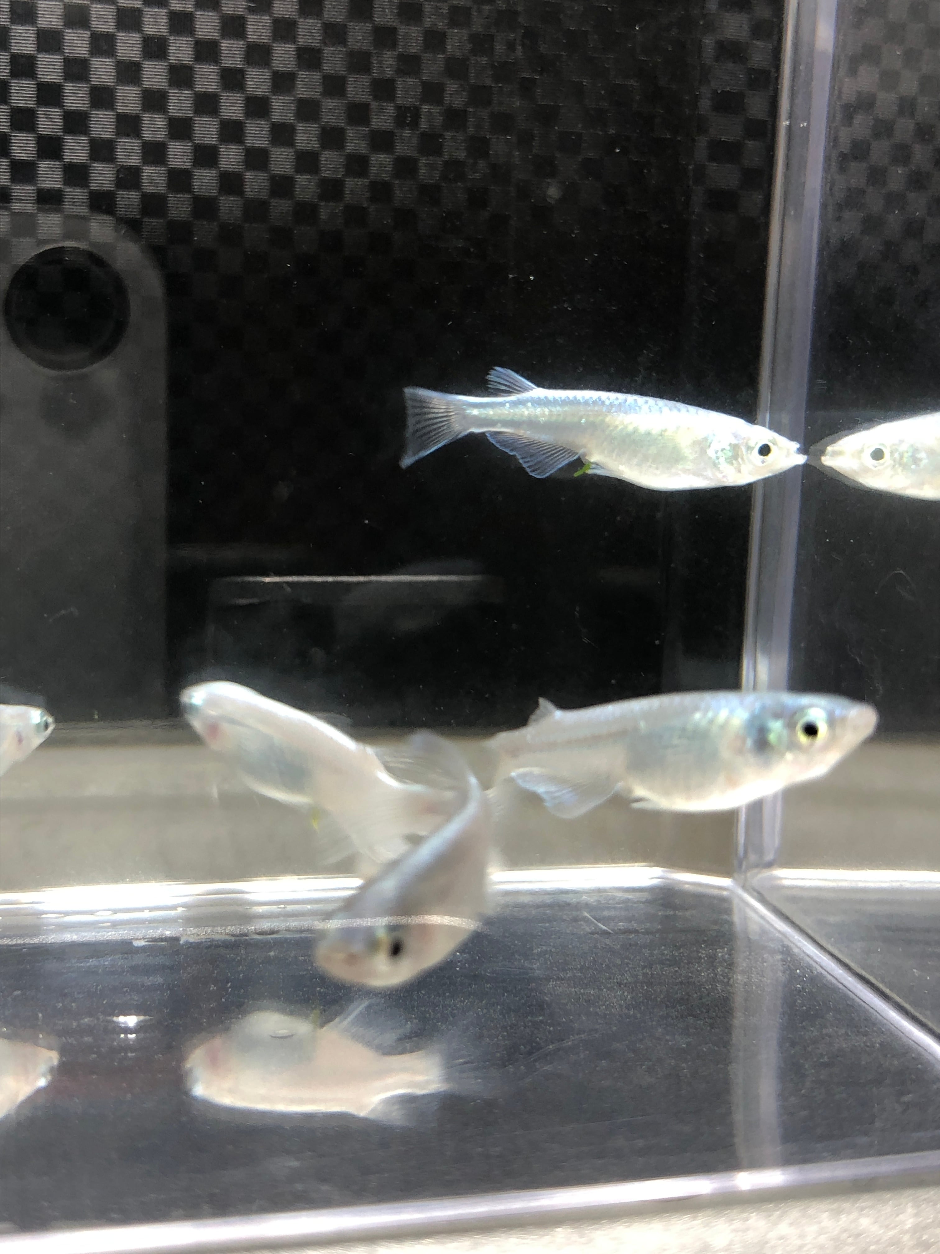 白幹之(みゆき) 鉄仮面、フルボディ 稚魚【サイズ 0.5〜1.5 無差別20匹