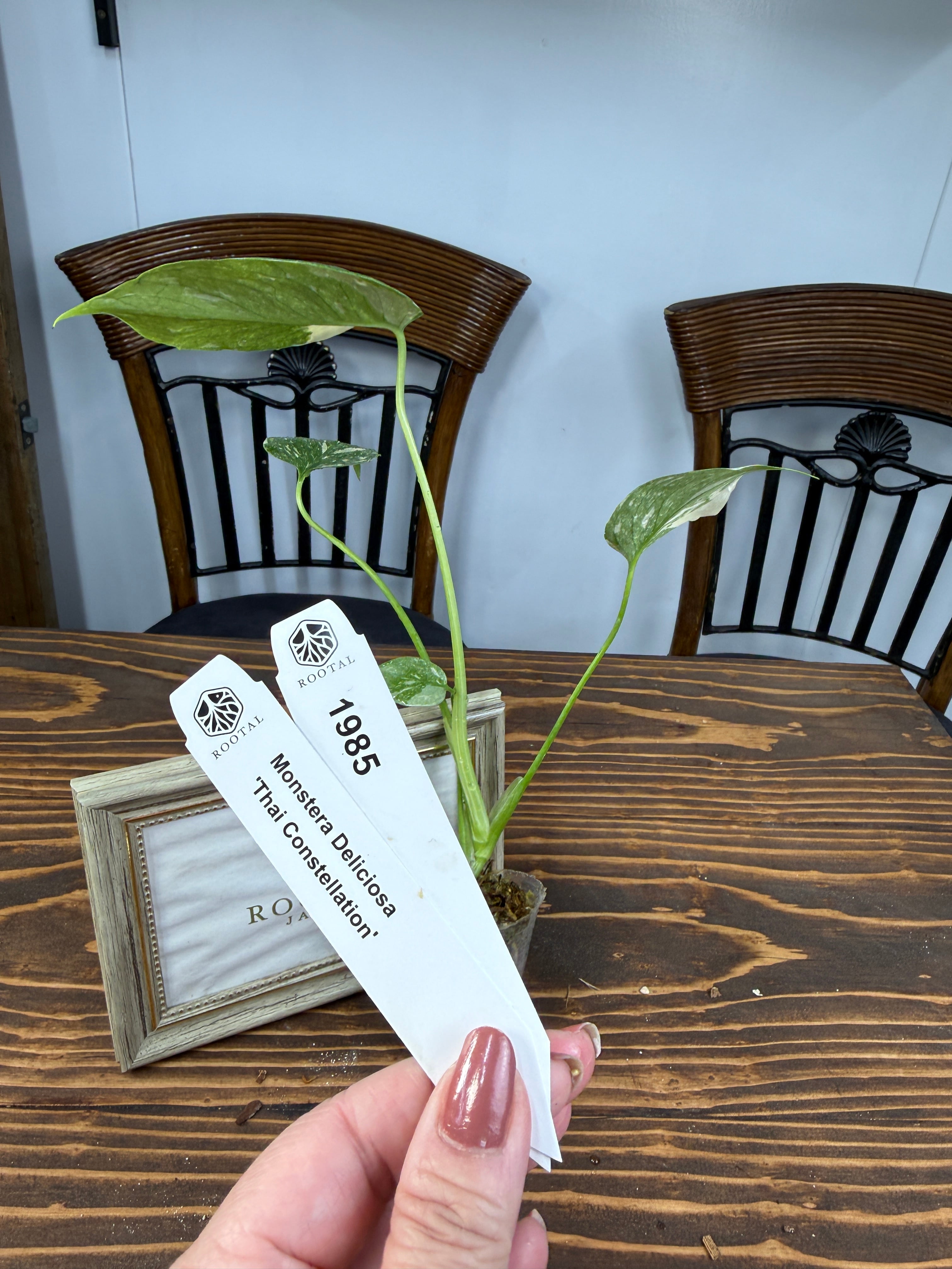 ★1985 モンステラ デリシオーサ タイコンストレーション(口径5㎝ポット)