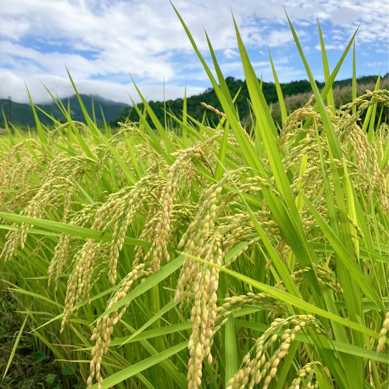 10kg】自然栽培《ササニシキ》（令和7年産） | 自然栽培 天地人