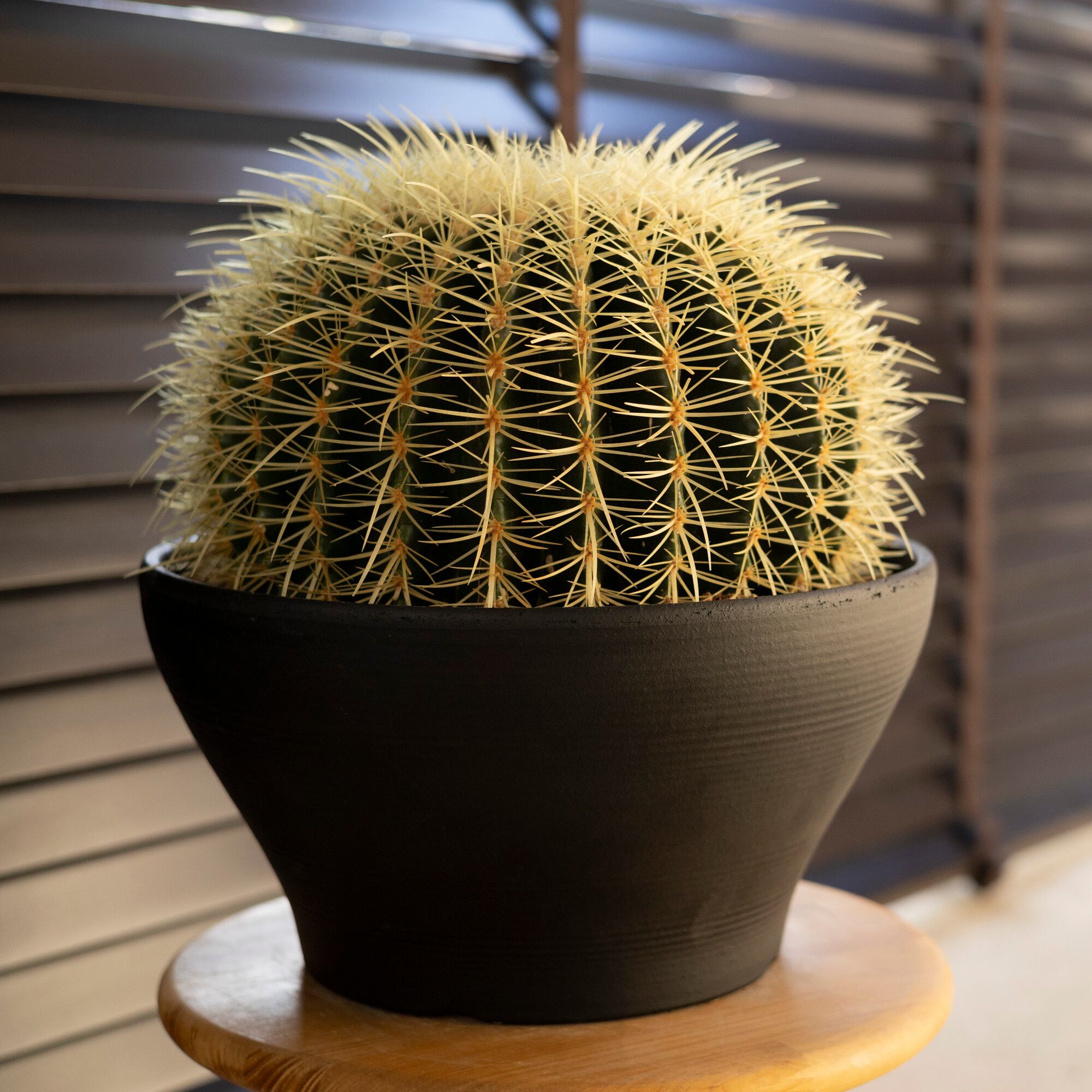 超大株 金のなる木 10号鉢ごと発送 サボテン 多肉植物 超大株 金のなる木 10号鉢ごと発送 サボテン 多肉植物