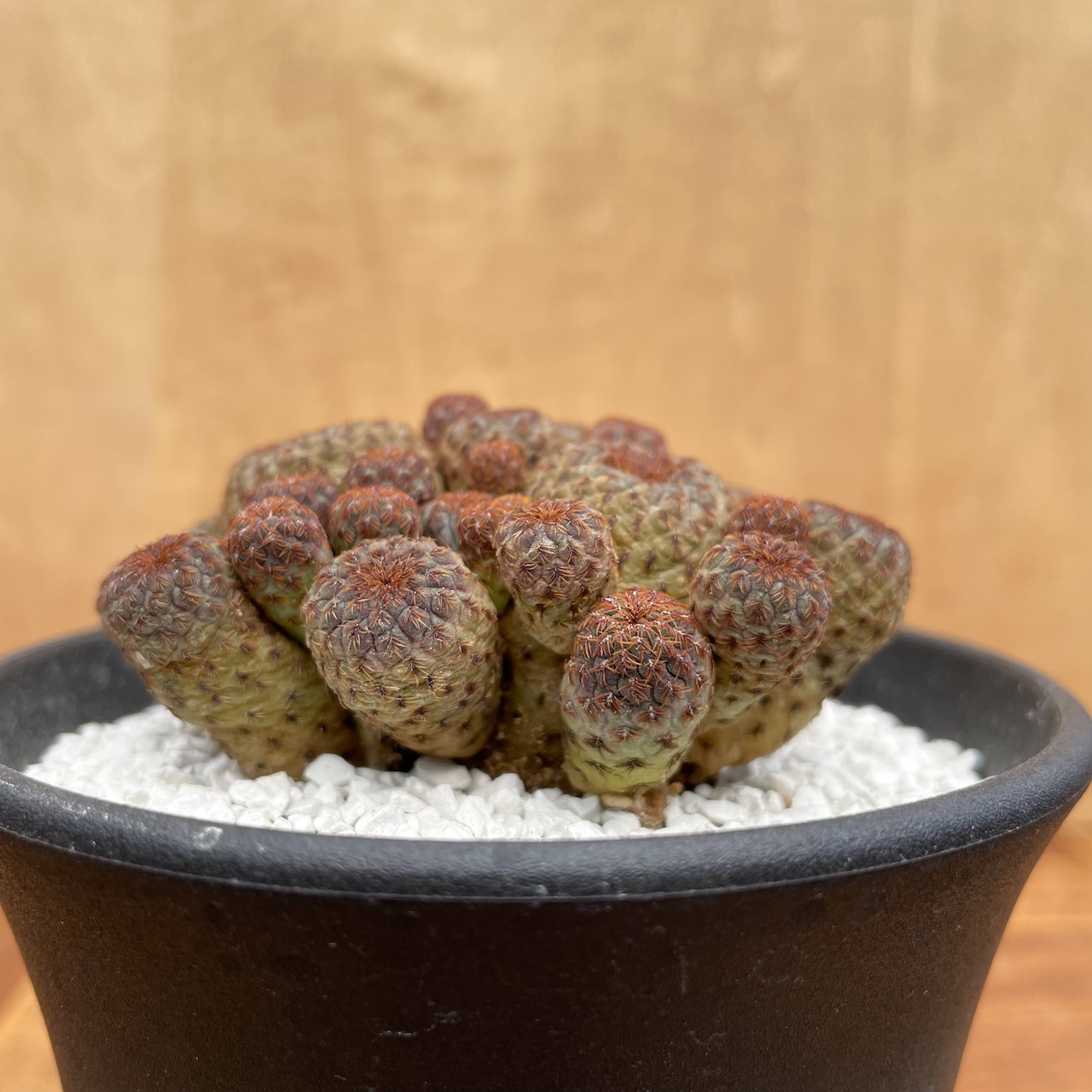 Sulcorebutia rauschii【スルコレブチア・ラウシー】