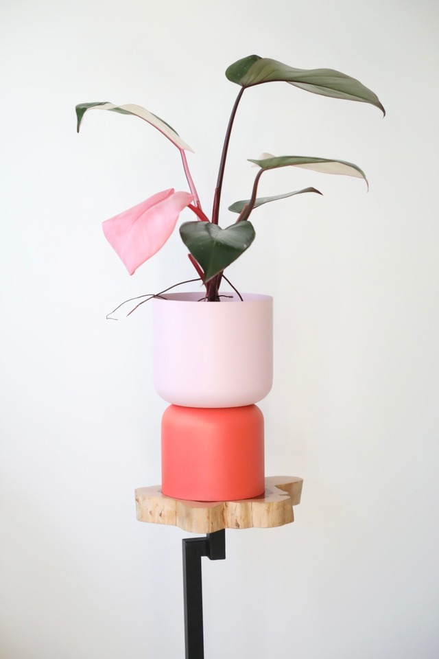 フィロデンドロン ピンクプリンセス/Philodendron Pink Princess ※スチール鉢カバー付き