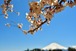 河口湖の桜とうっすら富士山 03