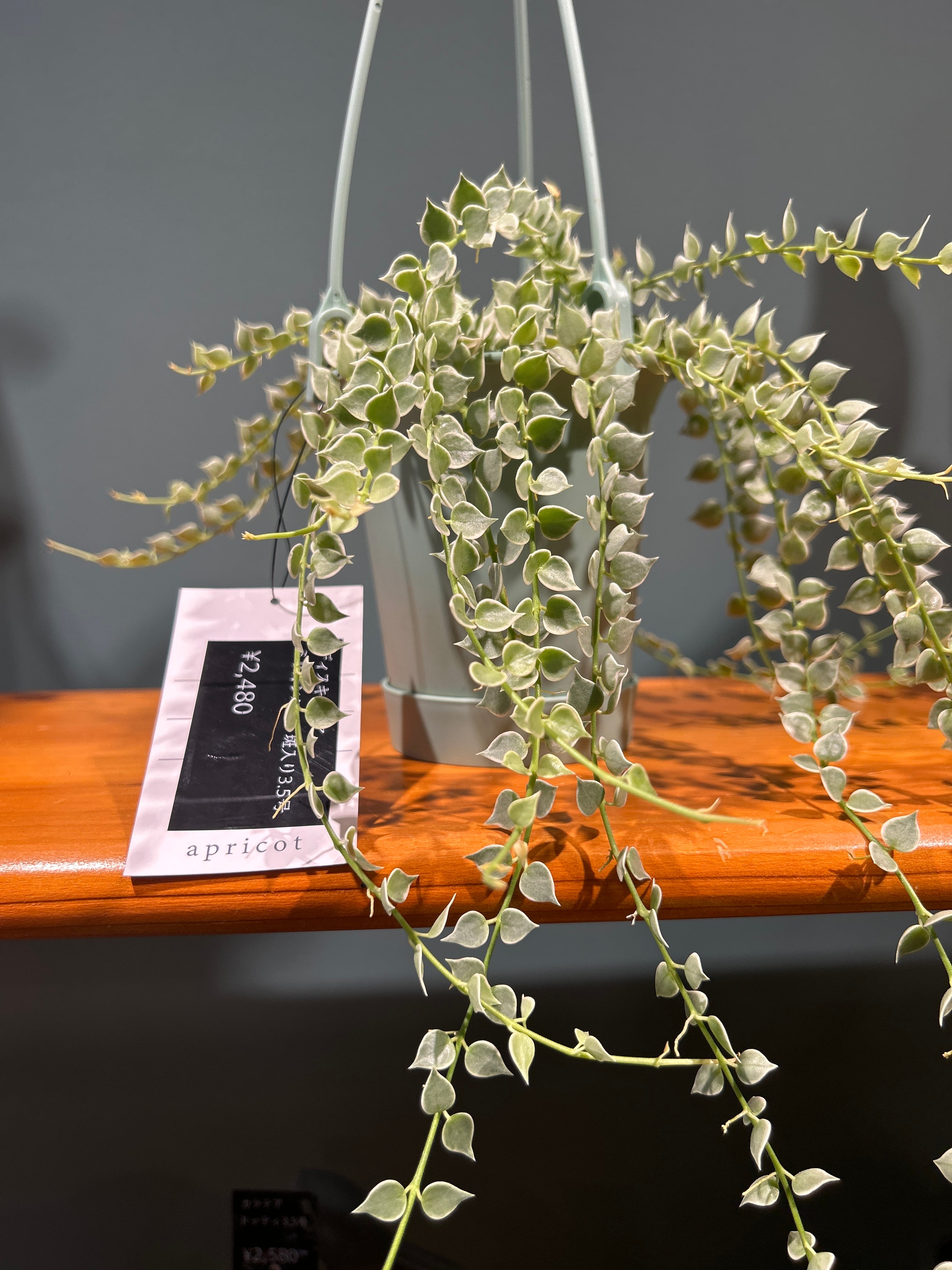 観葉植物 アグラオネマ マリア3.5号 | 植物との暮らし apricot