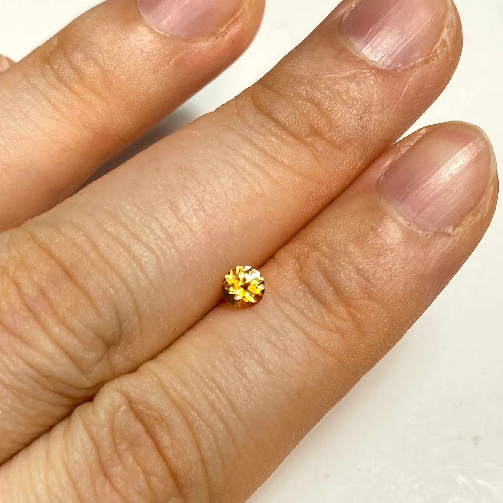 タンポポ モンタナサファイア