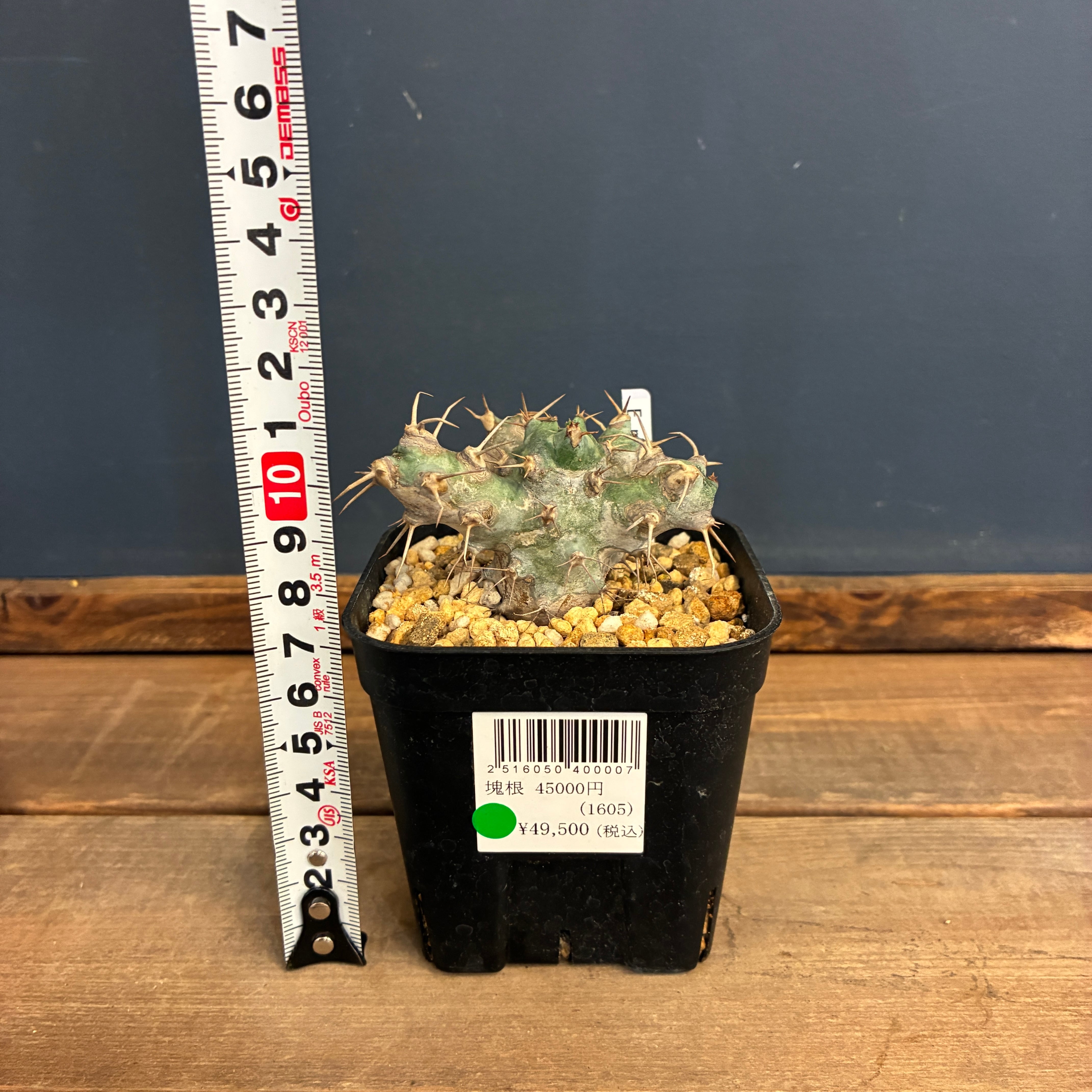 ユーフォルビア ポンデローサ'綴化② 多肉植物 サボテン 塊根 1万円以上10%OFFクーポン対象】ユーフォルビア ポンデローサ【159