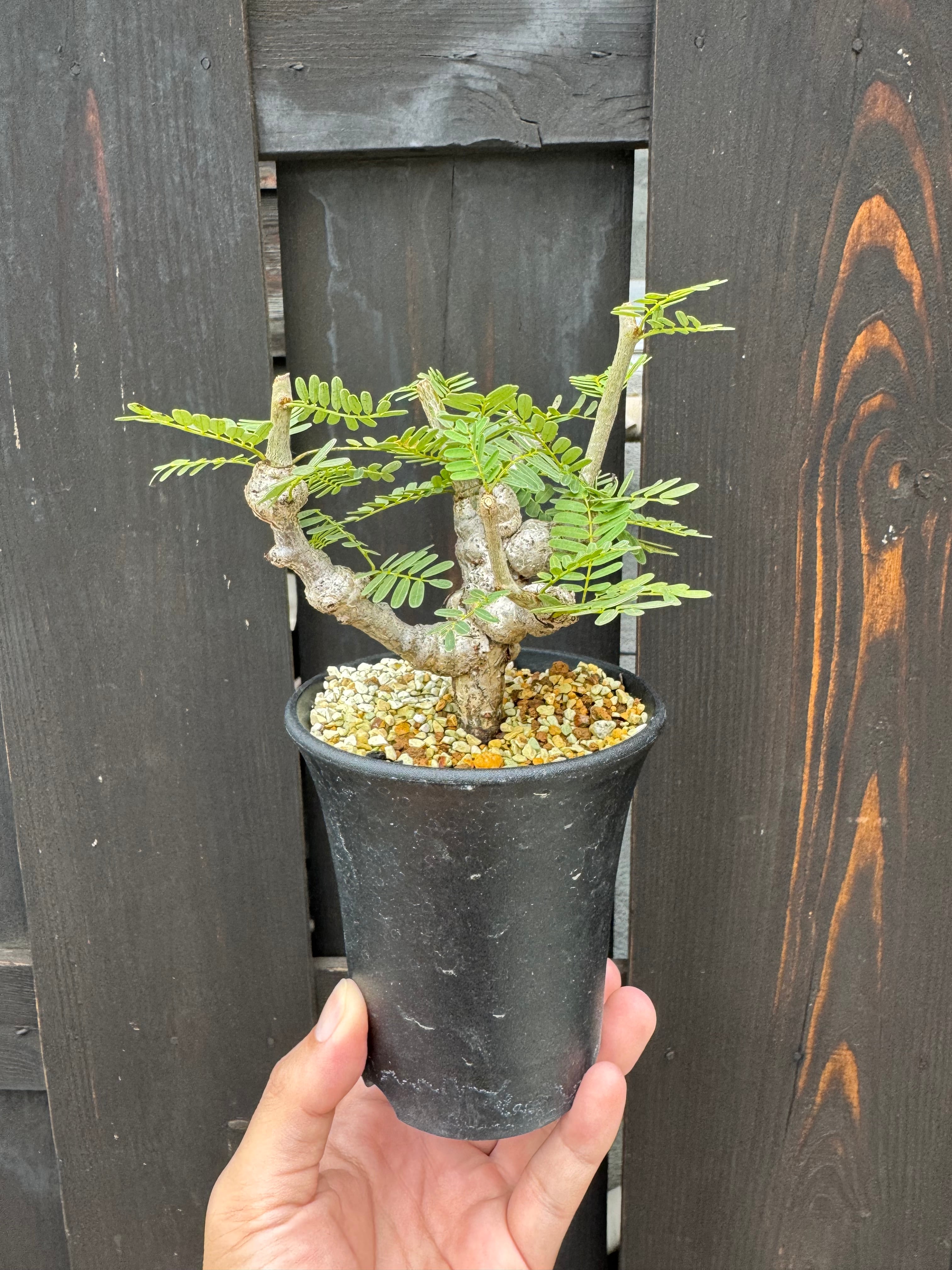 【新着】Senna meridionalis【太い枝振り作り込みの実生苗】センナ メリディオナリス