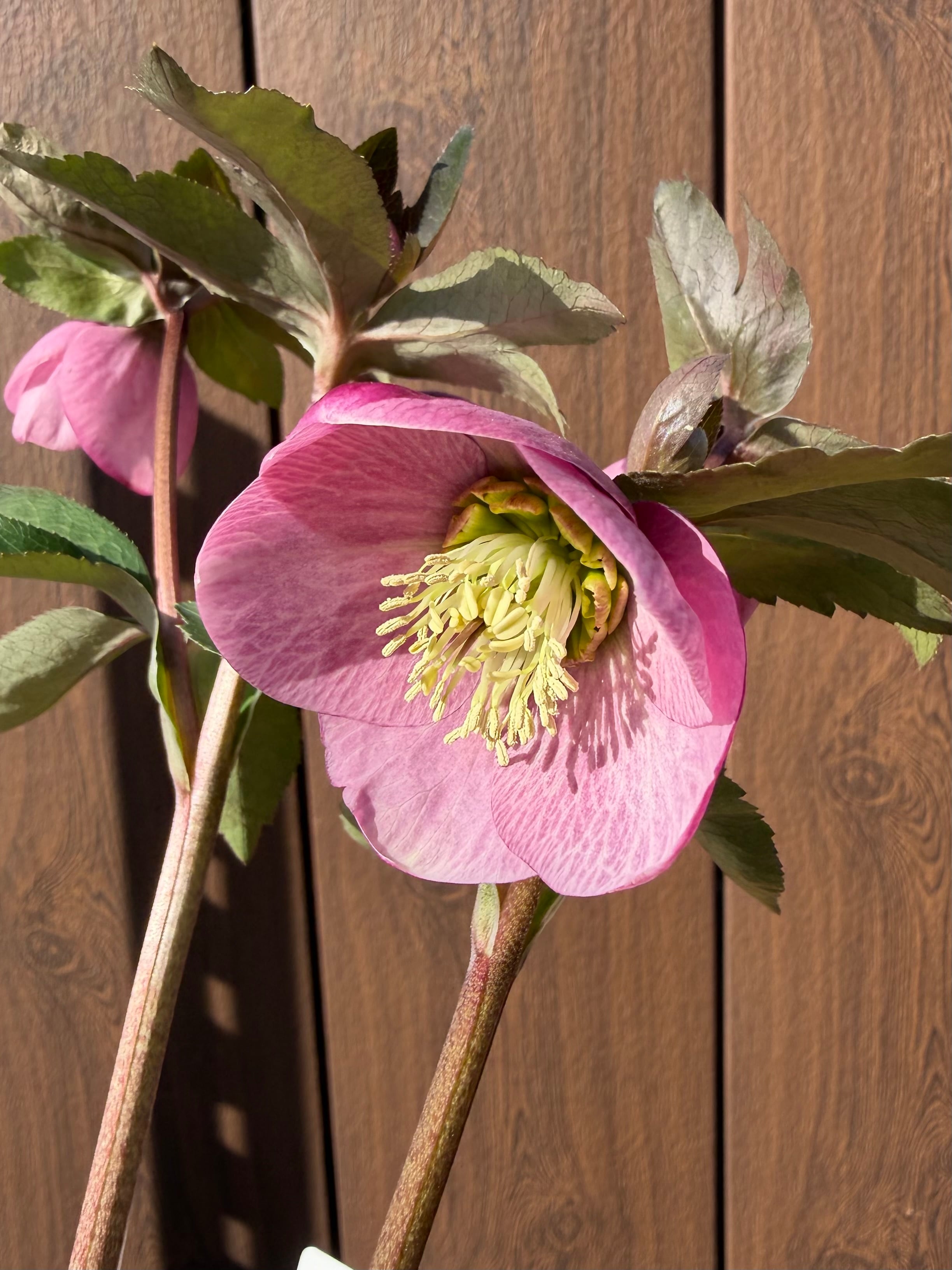 ピンクカップ咲きシングル 大和園 クリスマスローズ【Ya14】送料無料