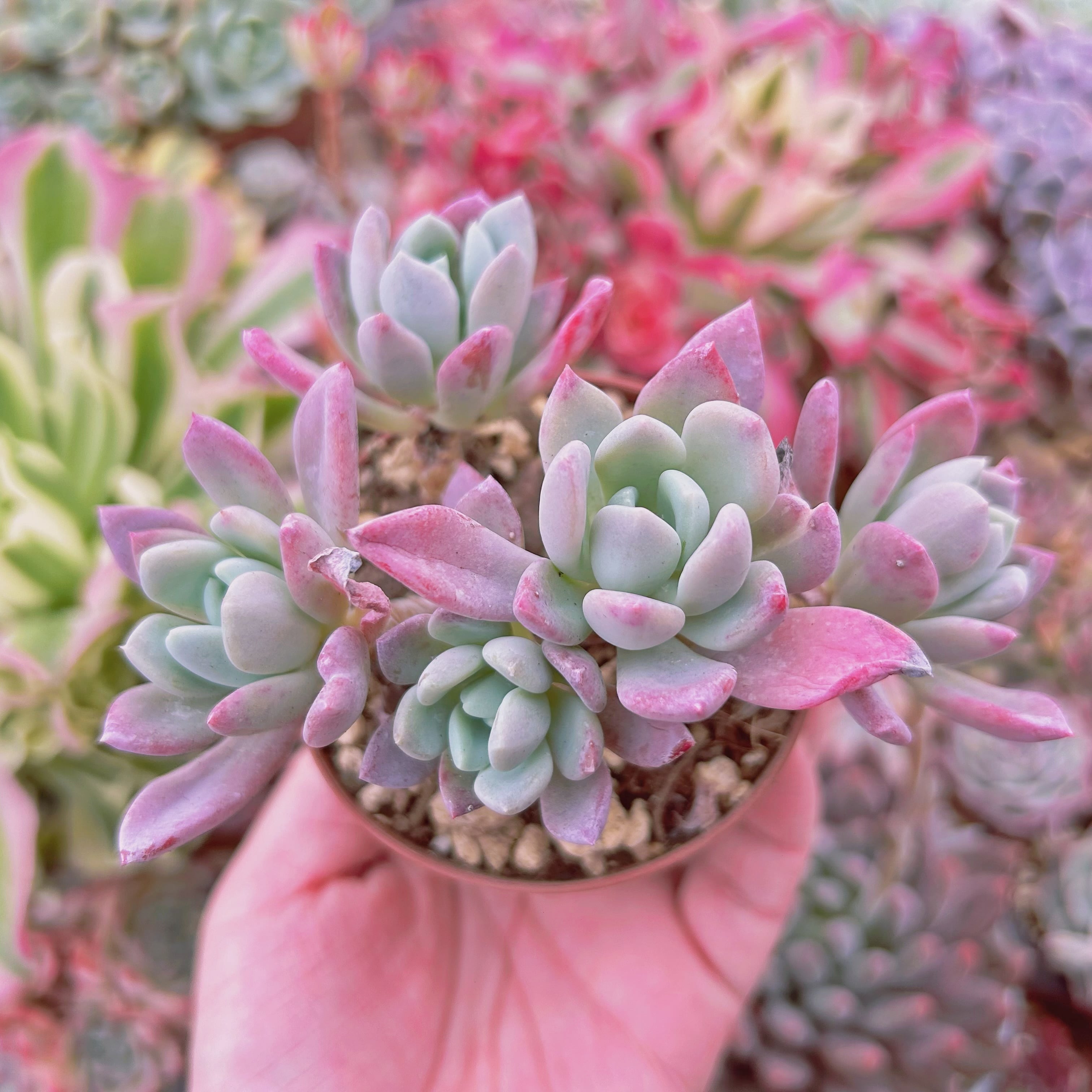 #061現物　多肉植物　scheideckeri  スカイデッケリ　抜き苗