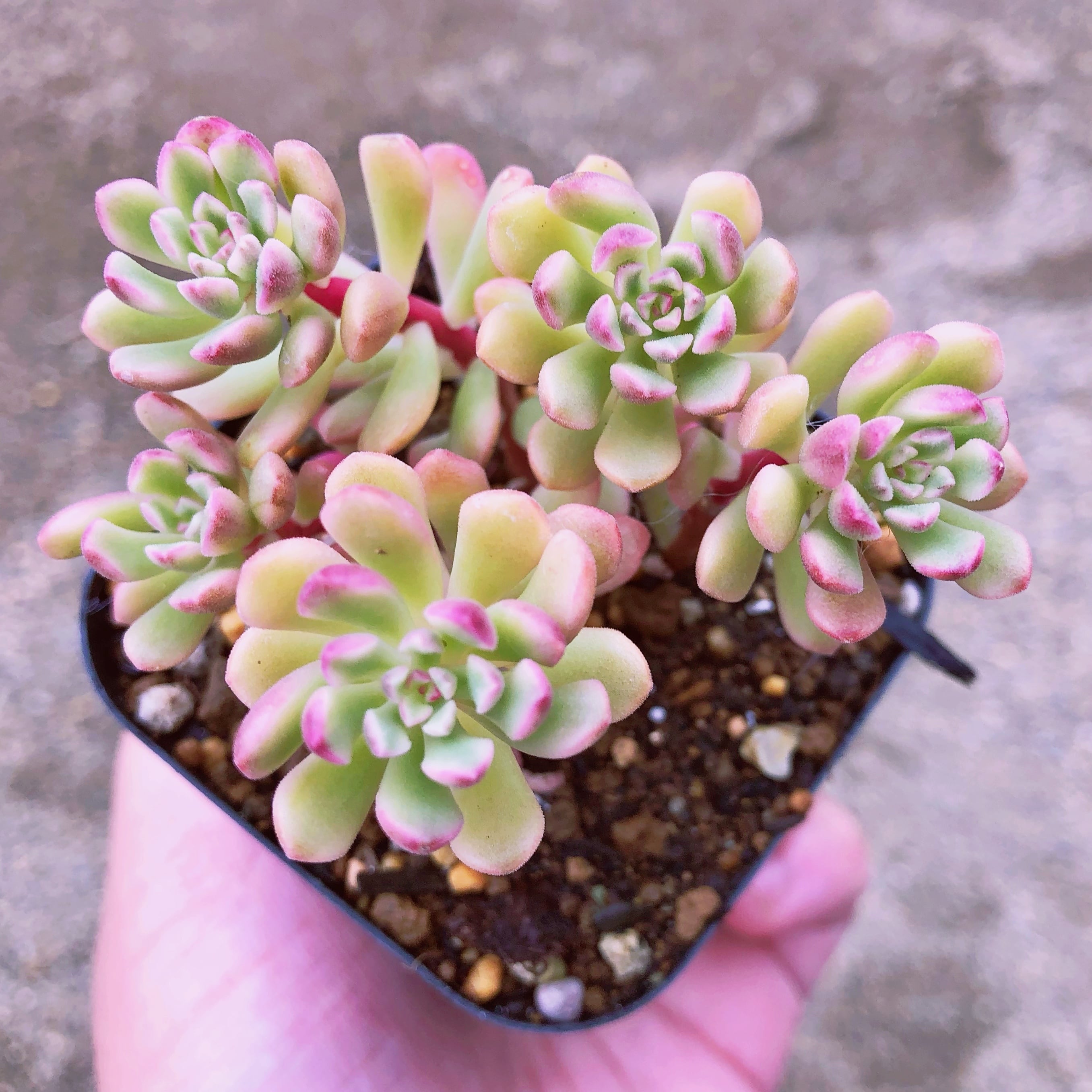 多肉植物　ジョイスタロック錦　3~5頭群生　