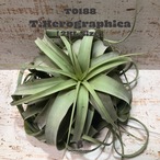 【送料無料】キセログラフィカXL〔エアプランツ〕現品発送T0188