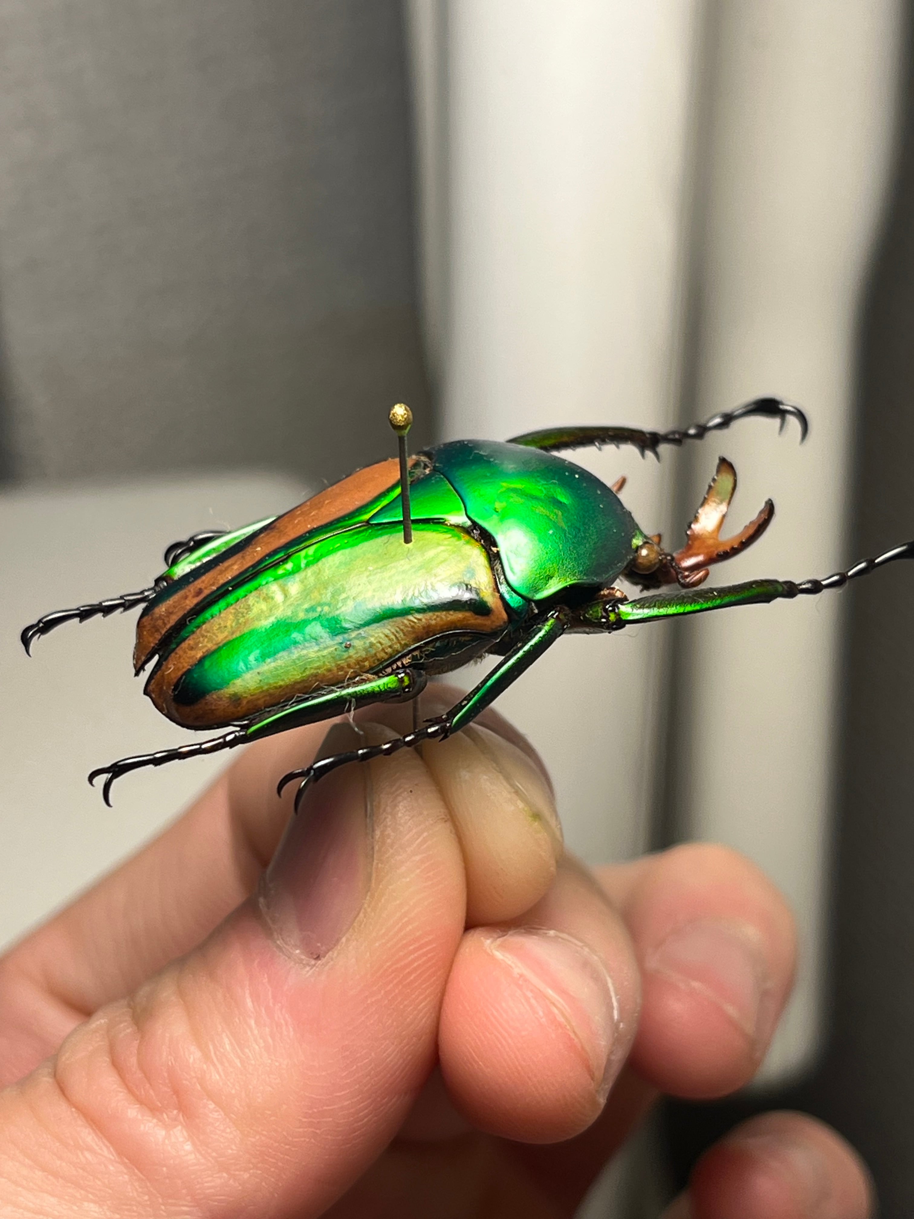 42mm♂】フロンタリスサスマタカナブン 標本 ニジイロクワガタウグイス