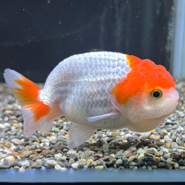 更紗らんちゅう　良物　１０ｃｍ