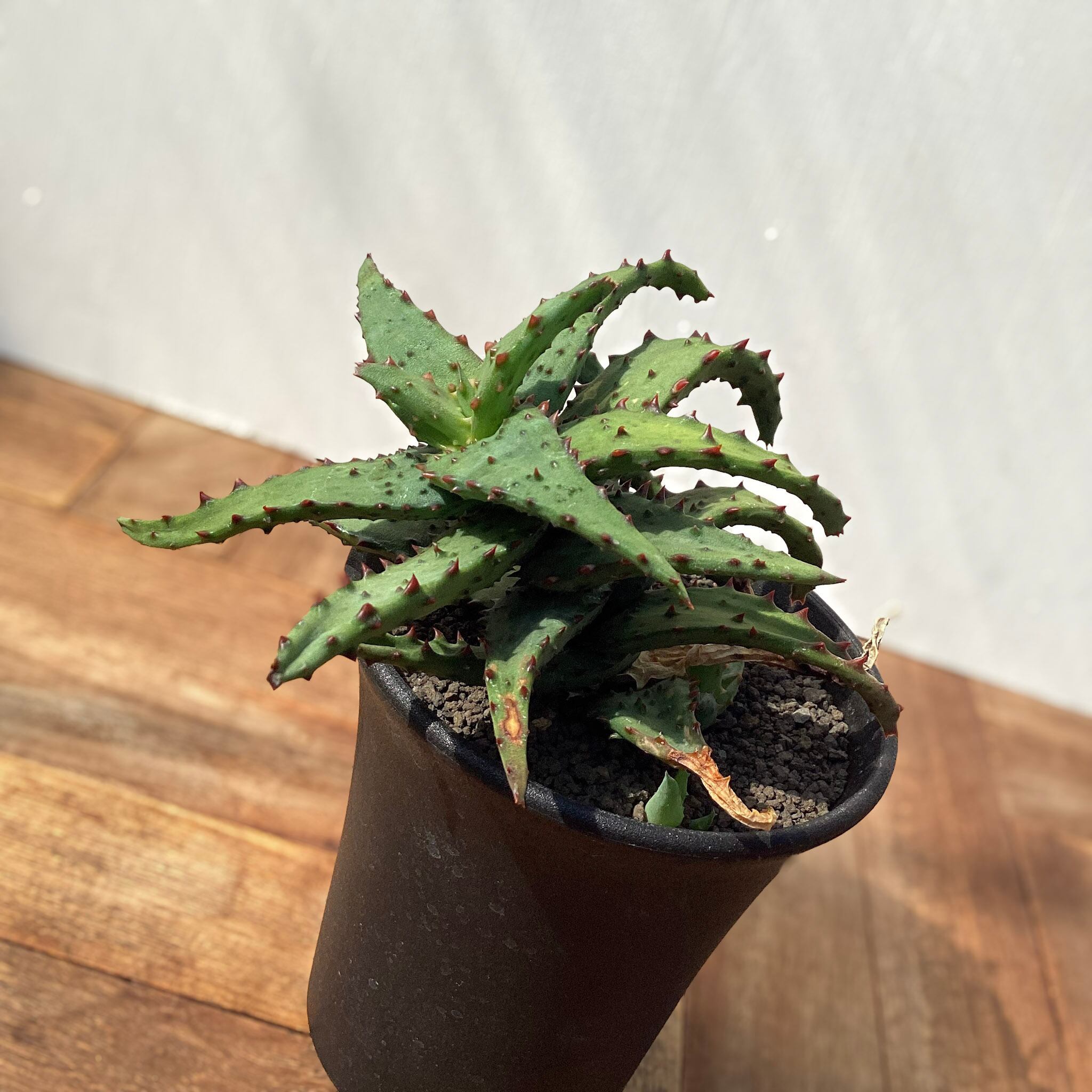 Aloe castilloniae 【アロエ・カスティロニアエ】 | RIMO'S GREEN