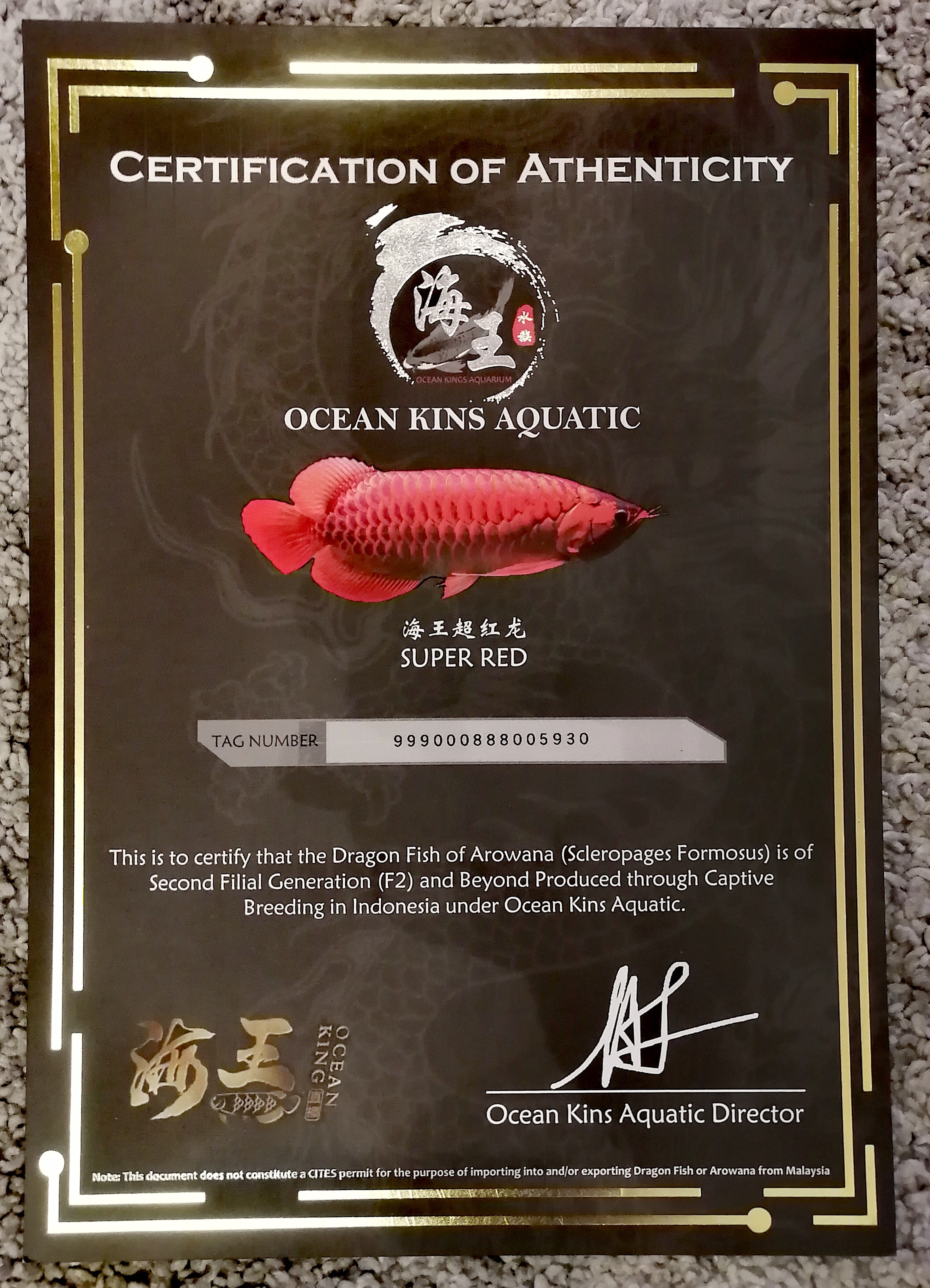 オススメ 紅龍 スーパーレッド アジアアロワナ 22 5930 証明書付 アロワナ等の大型魚 熱帯魚のオンライン販売店 Aroholic アロホリック