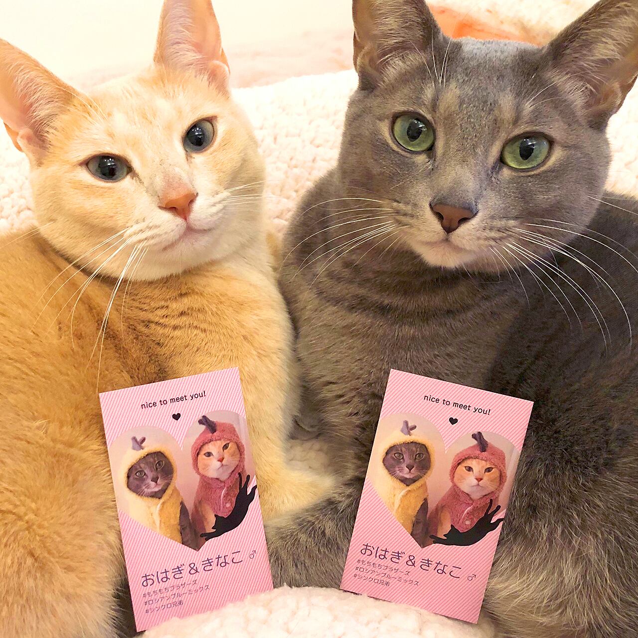 ◎ねこオーダーページ◎ 猫しもべ検定合格者限定：1種類・100枚】愛ネコちゃんオリジナル