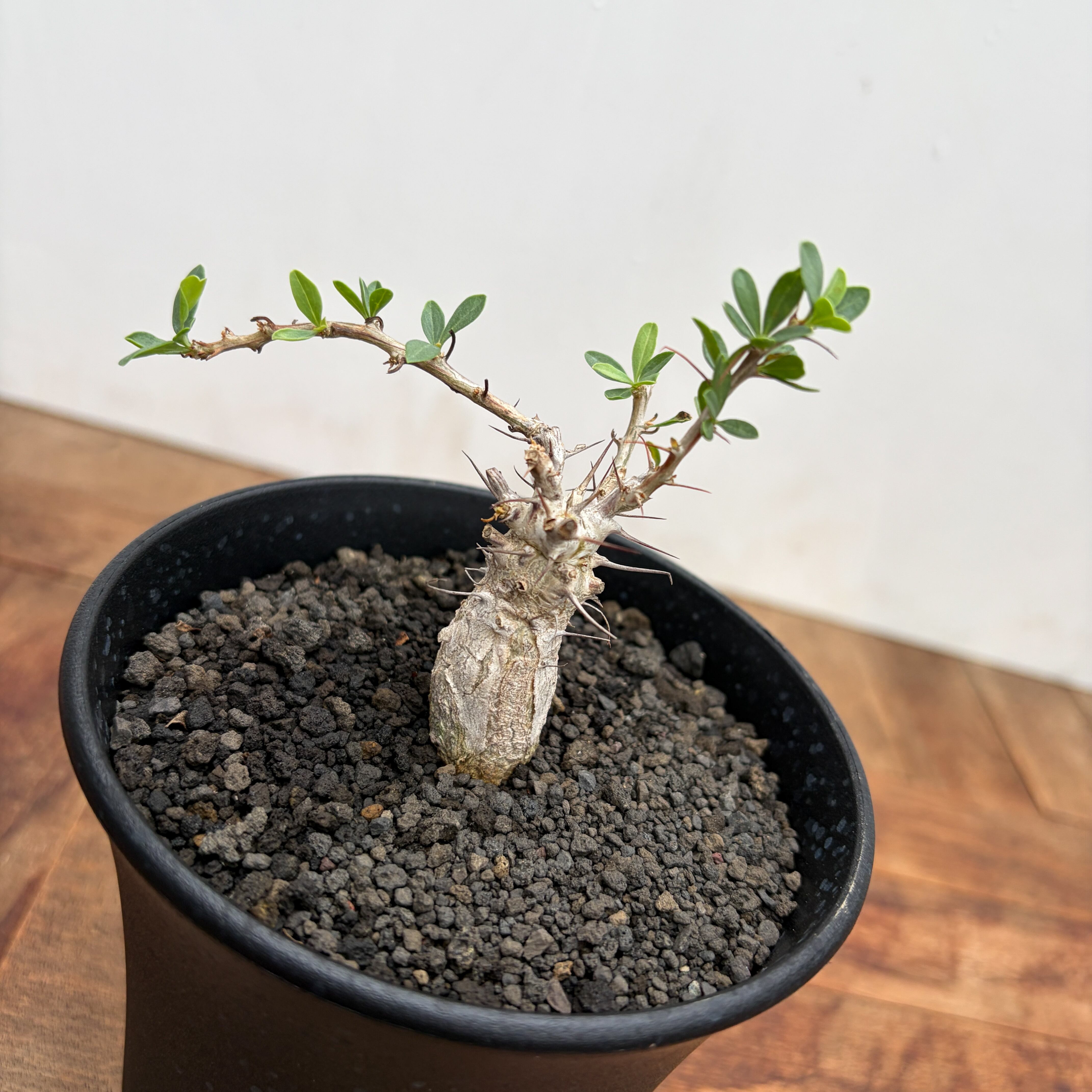 Fouquieria columnaris【フォークイエリア・コルムナリス・観峰玉