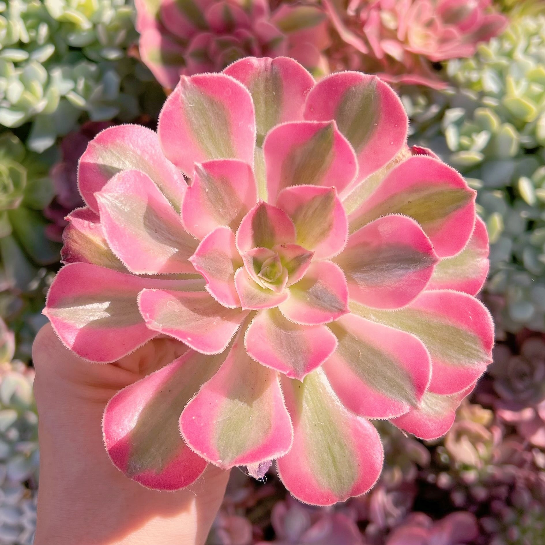 多肉植物　アフラダイティ　新入荷　るる農園