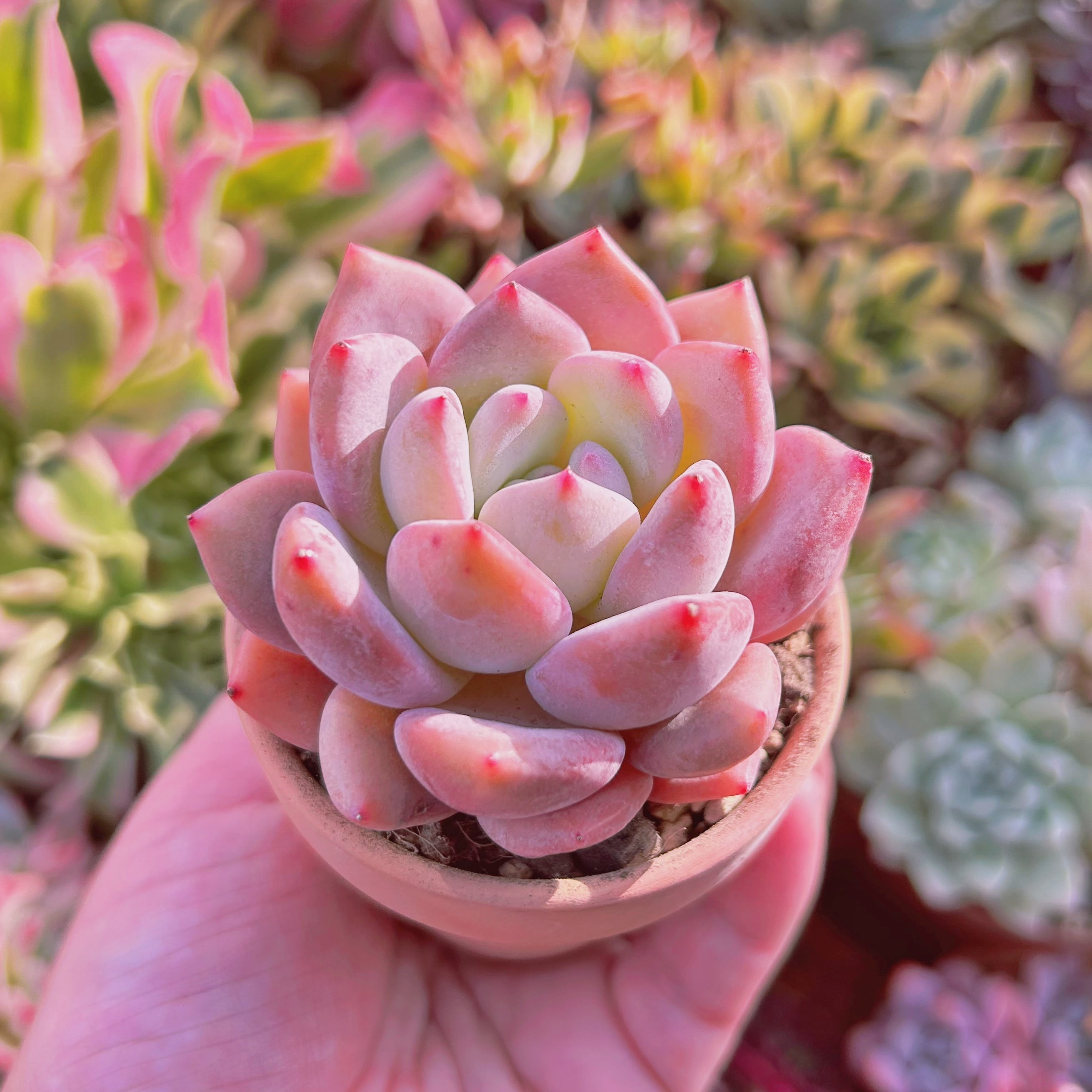 多肉植物 新品種 Opalinaxアイスグリーン | るる農園~多肉植物専門