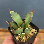 アガベ チタノタ トーチ 聖火【131】