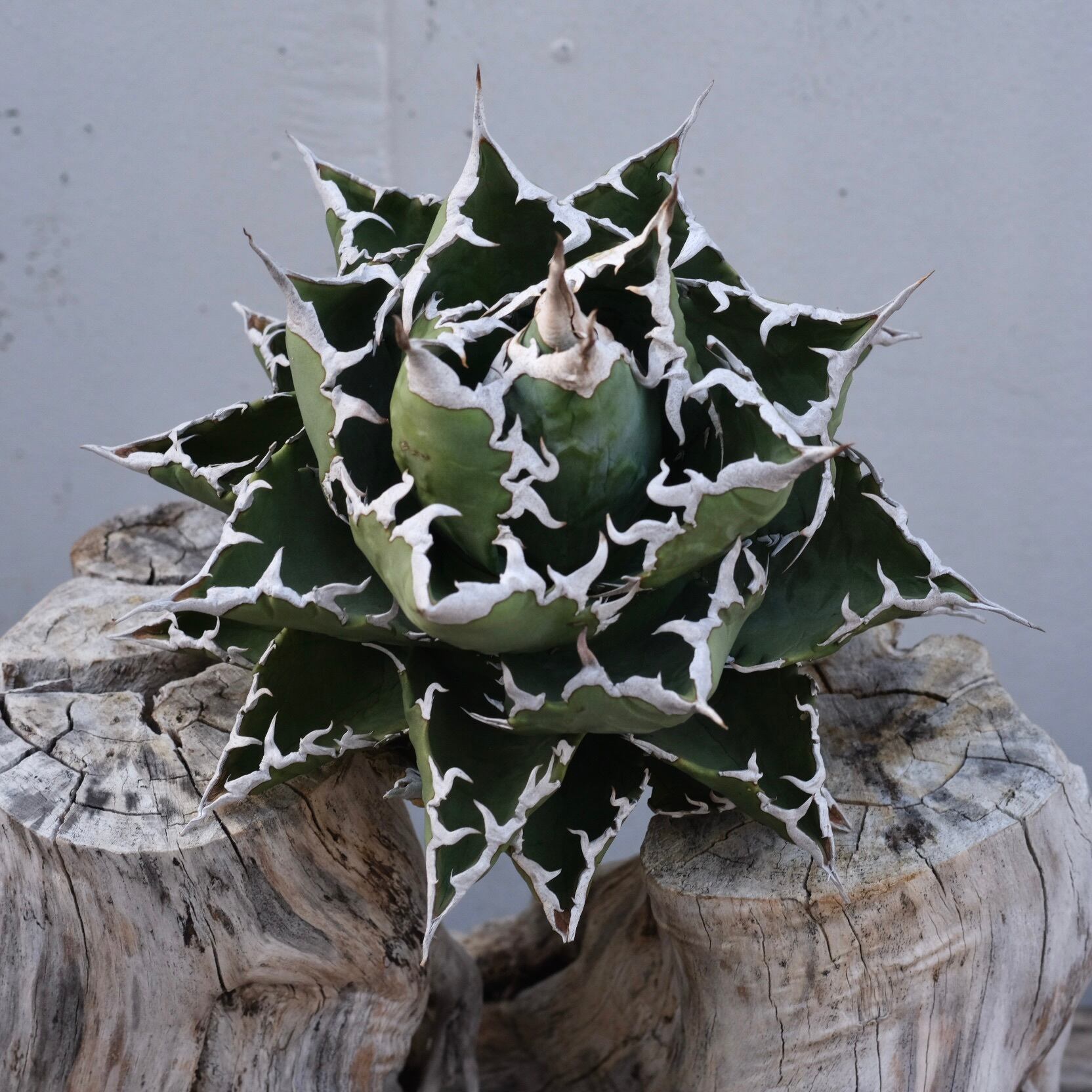 Agave titanota Wabi 狂棘夕映 ф 18cm （子株付） | wabi