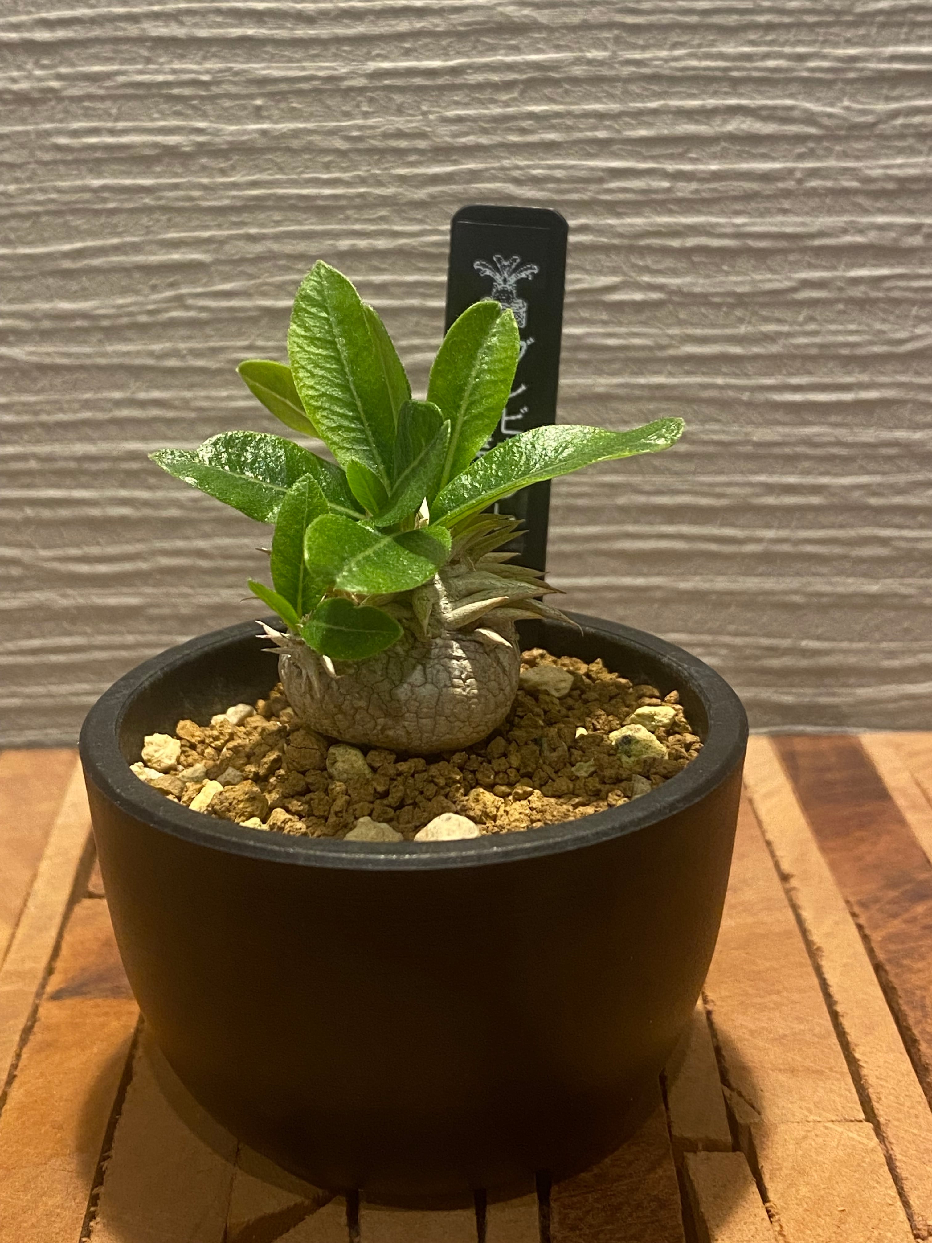 パキポディウム　恵比寿笑 パキポディウム・レウコキサンツム 恵比寿笑い(TG0009) | TOGEMARU