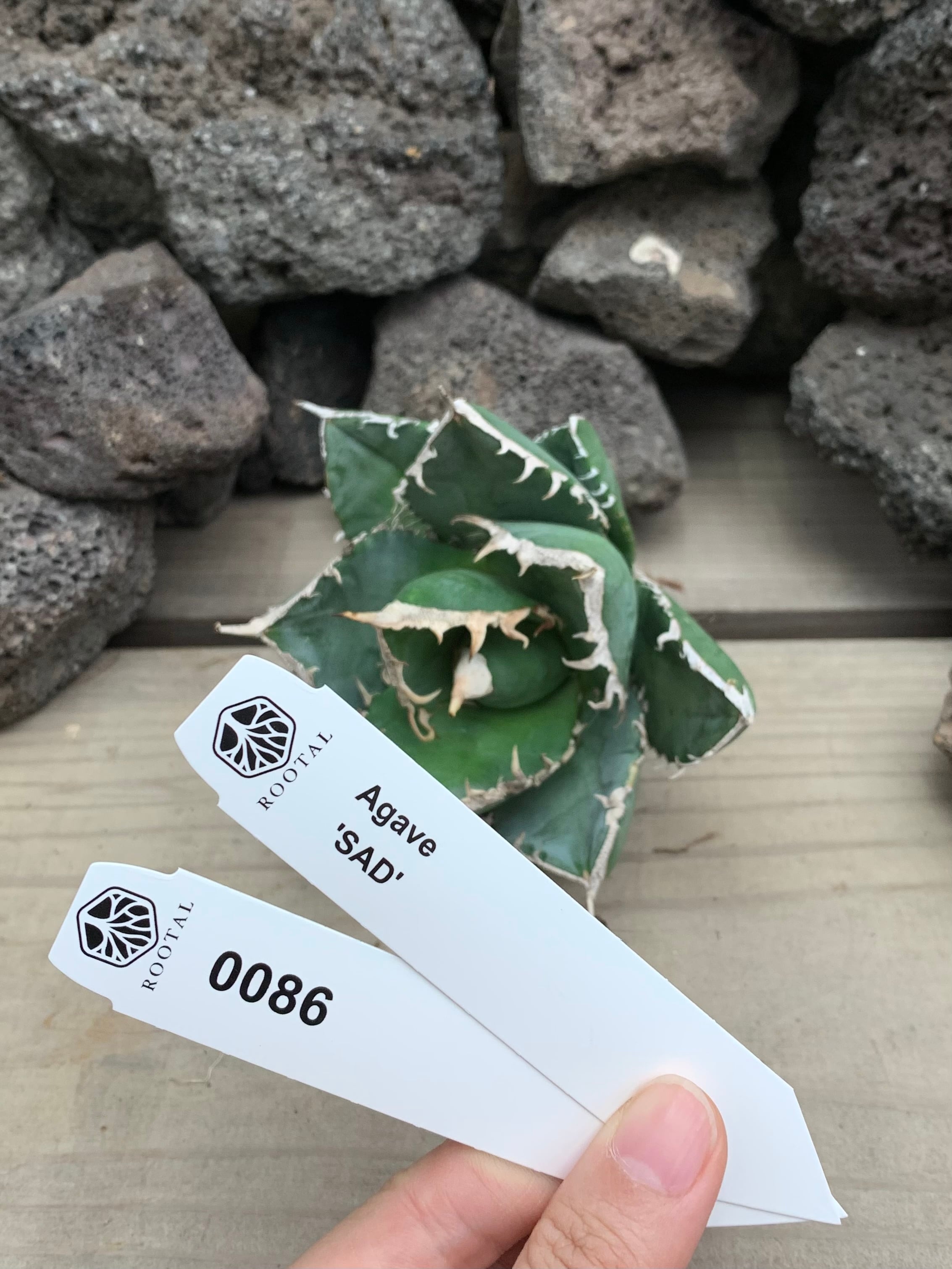 ★0086 アガベ SAD (ベアルート)